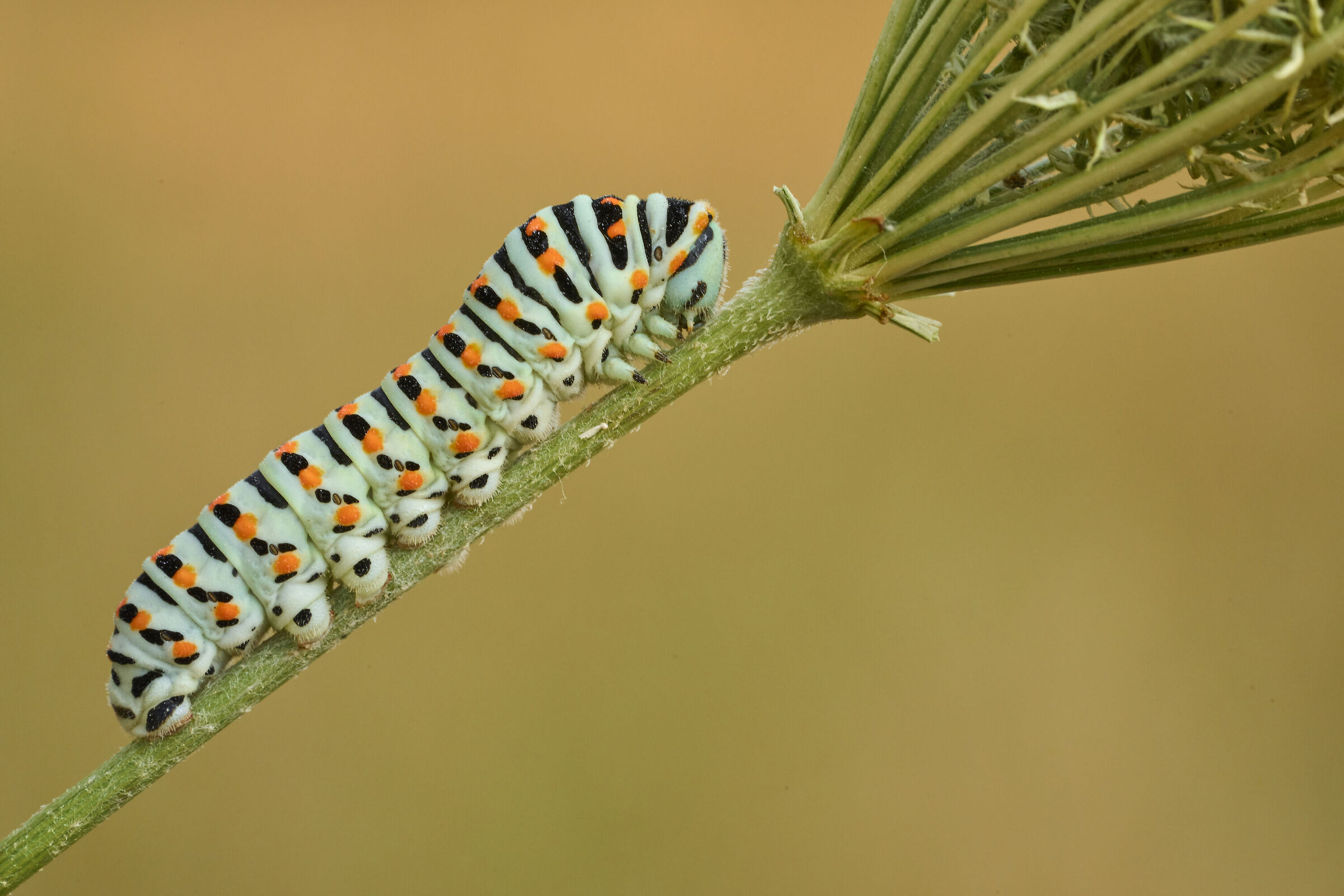 Macaon caterpillar...