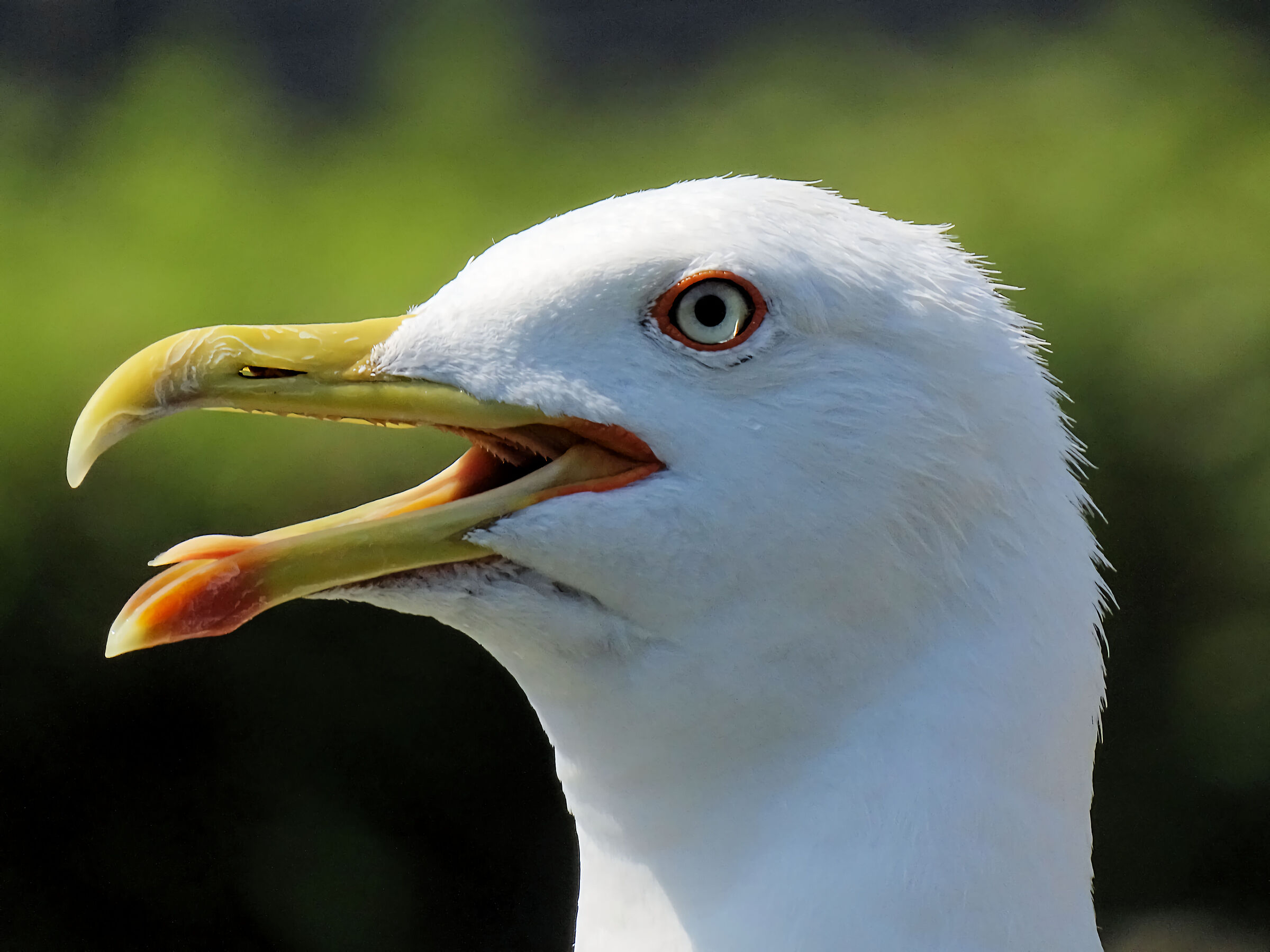 Seagull Portrait - 50X crop.1,0...