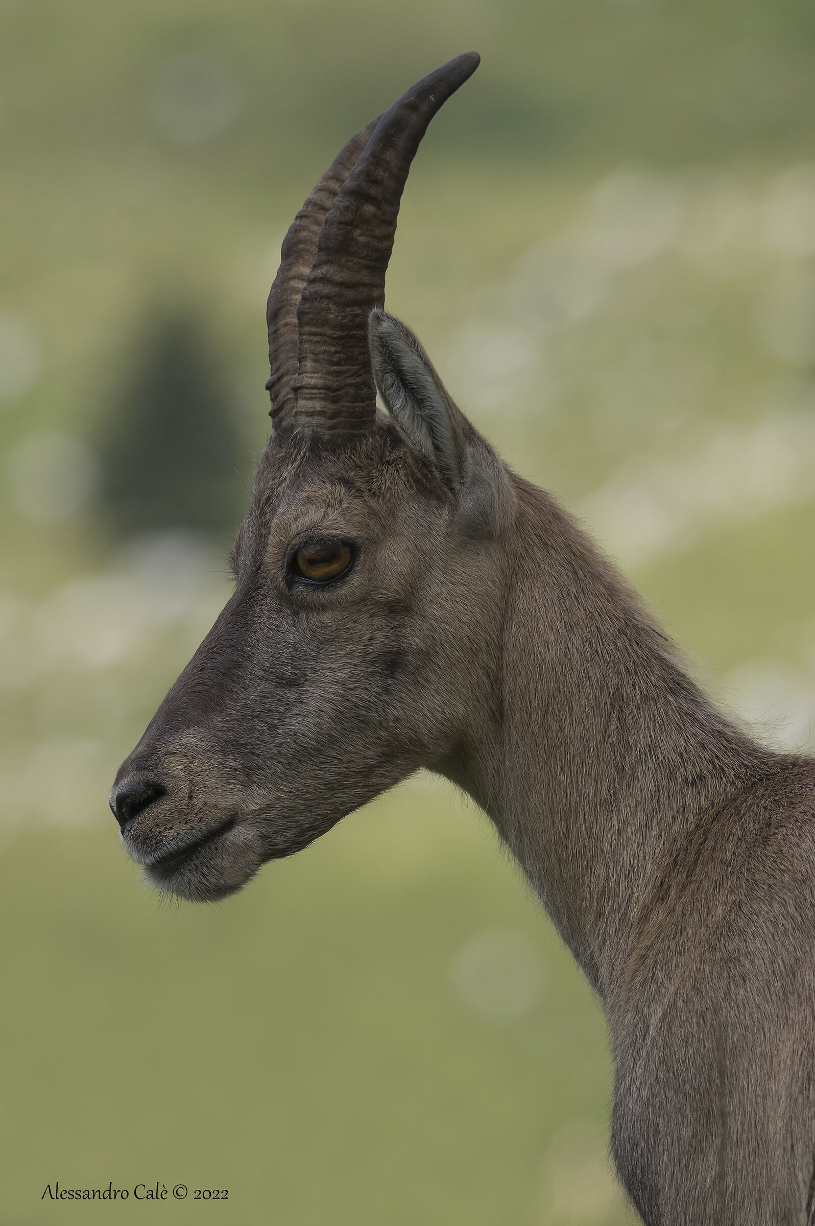 ibex goat (Ibex) F 5920...