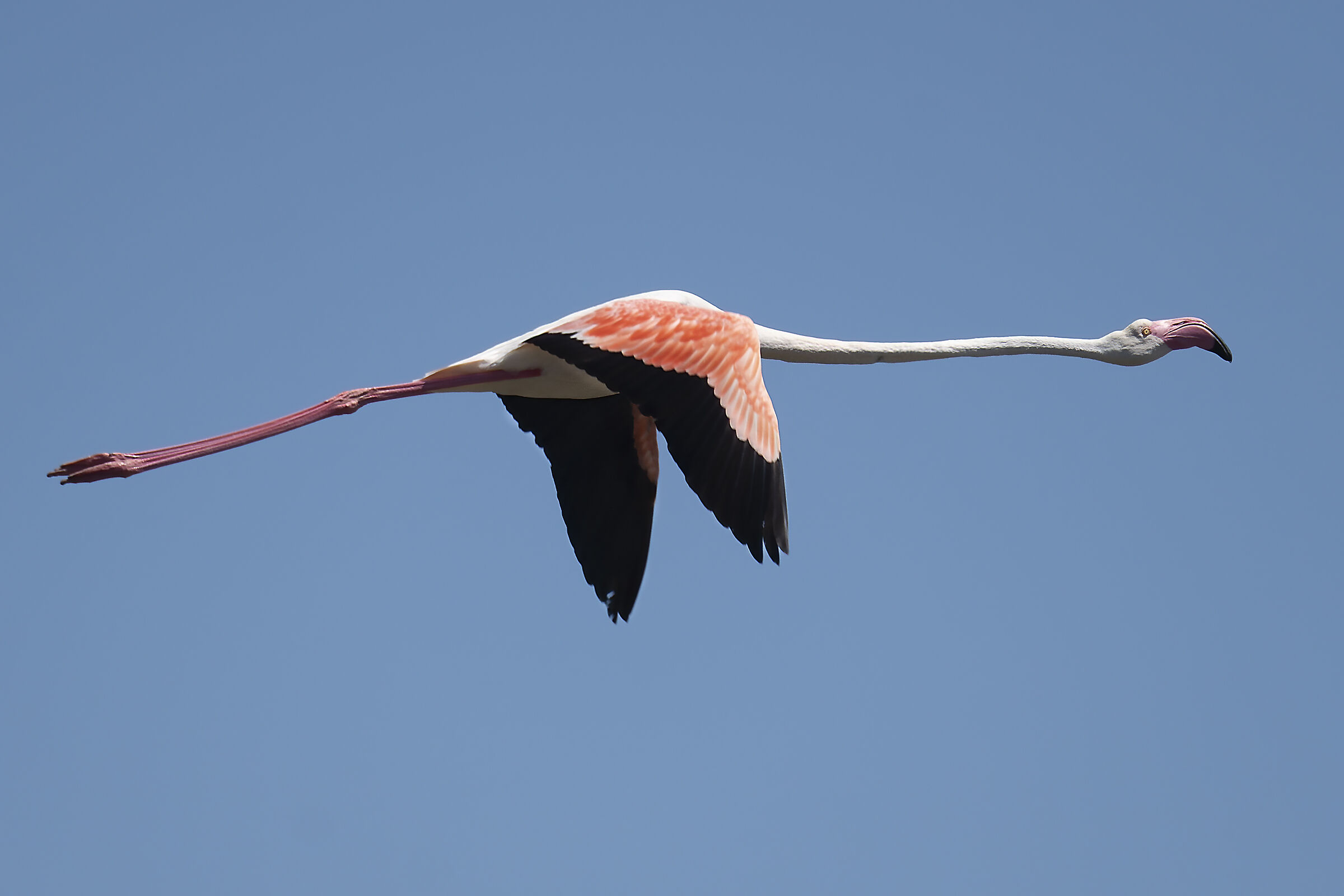 Sardinia - flamingos...