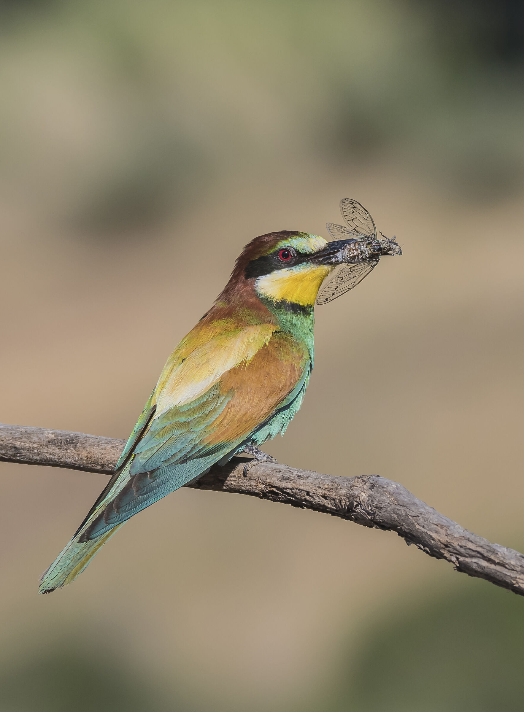The bee-eater and the cicada...