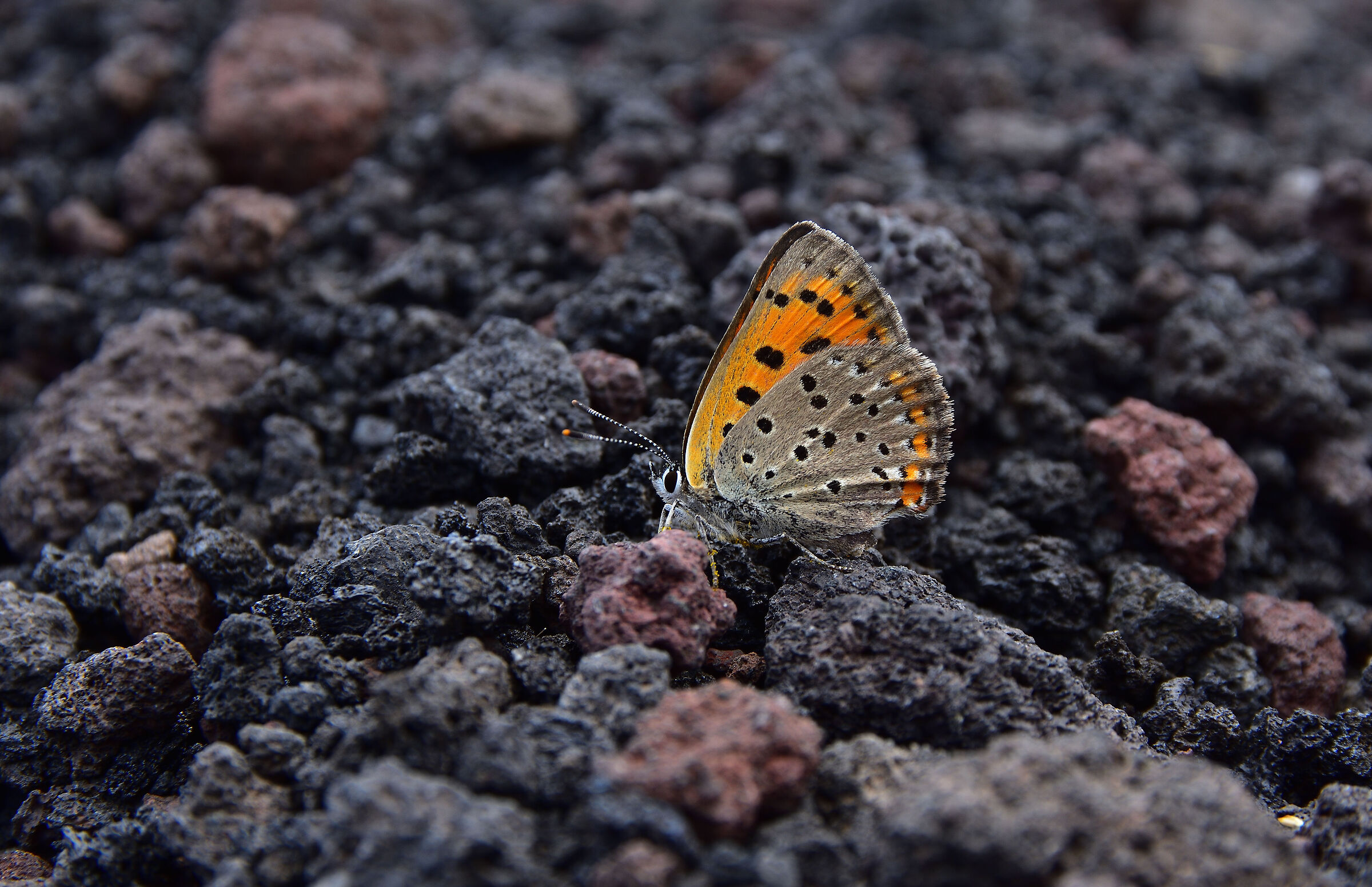 Farfalla sulle rocce dell'Etna...