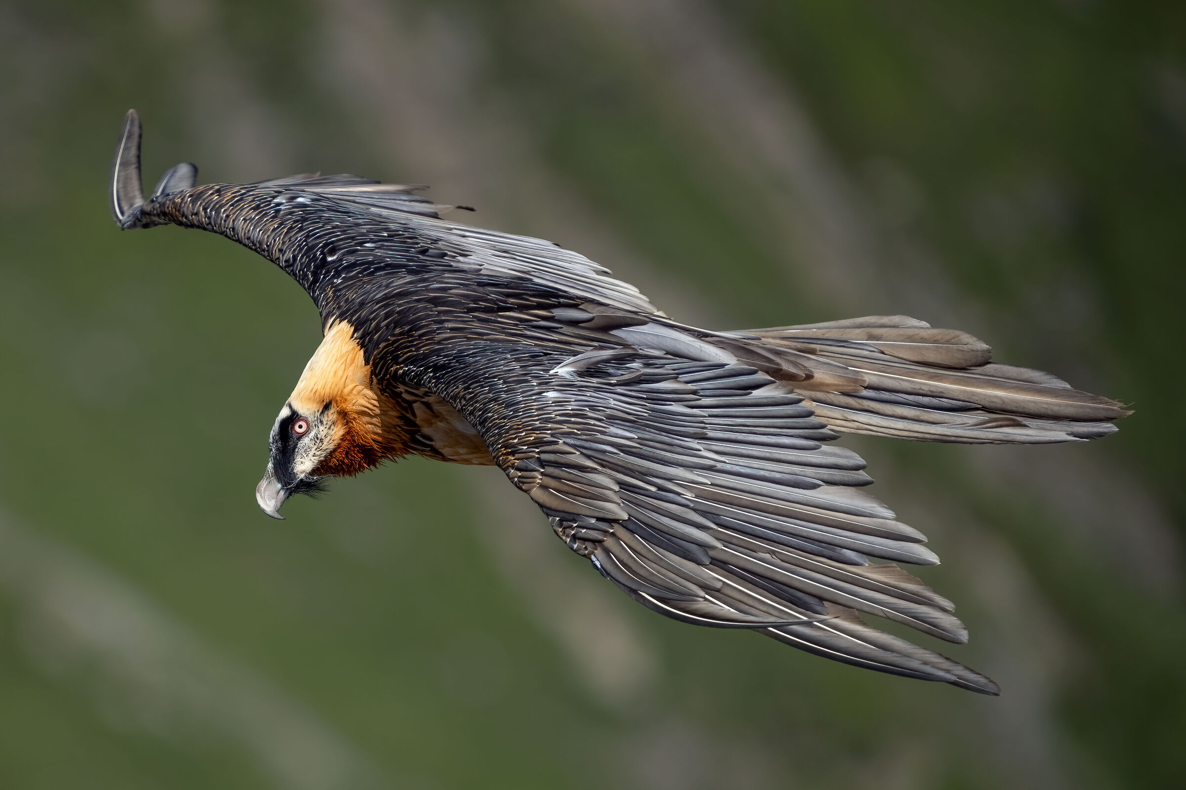 Bearded Vulture ...