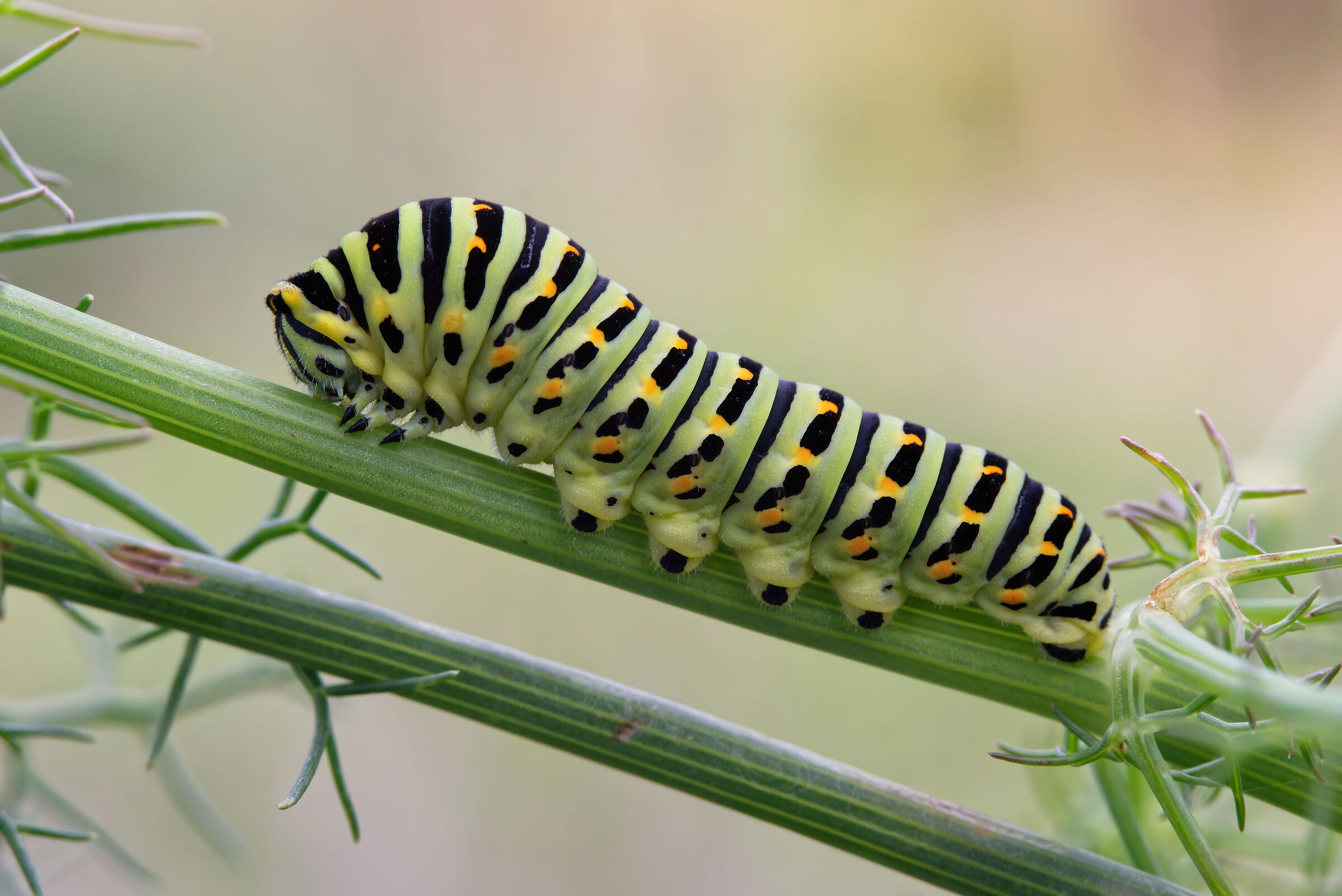 Caterpillar of "Macaone"...
