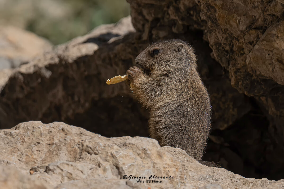 Snack time (Marmot)...