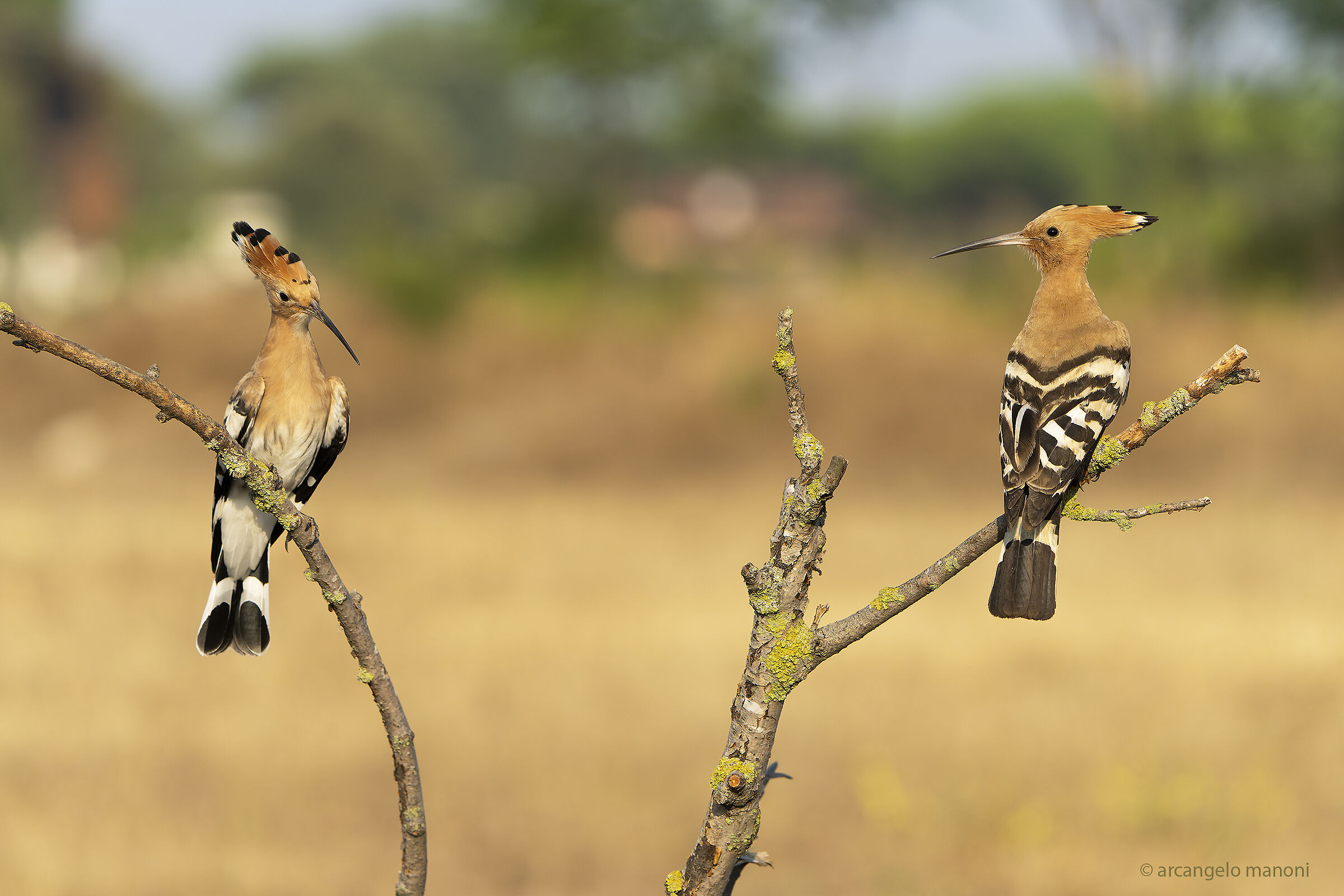 The two hoopoes...