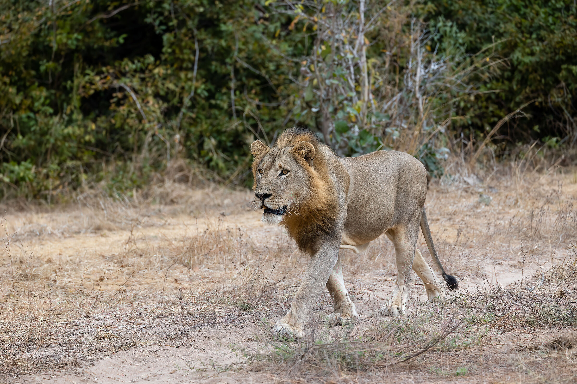 Lion - South Luangwa National Park...