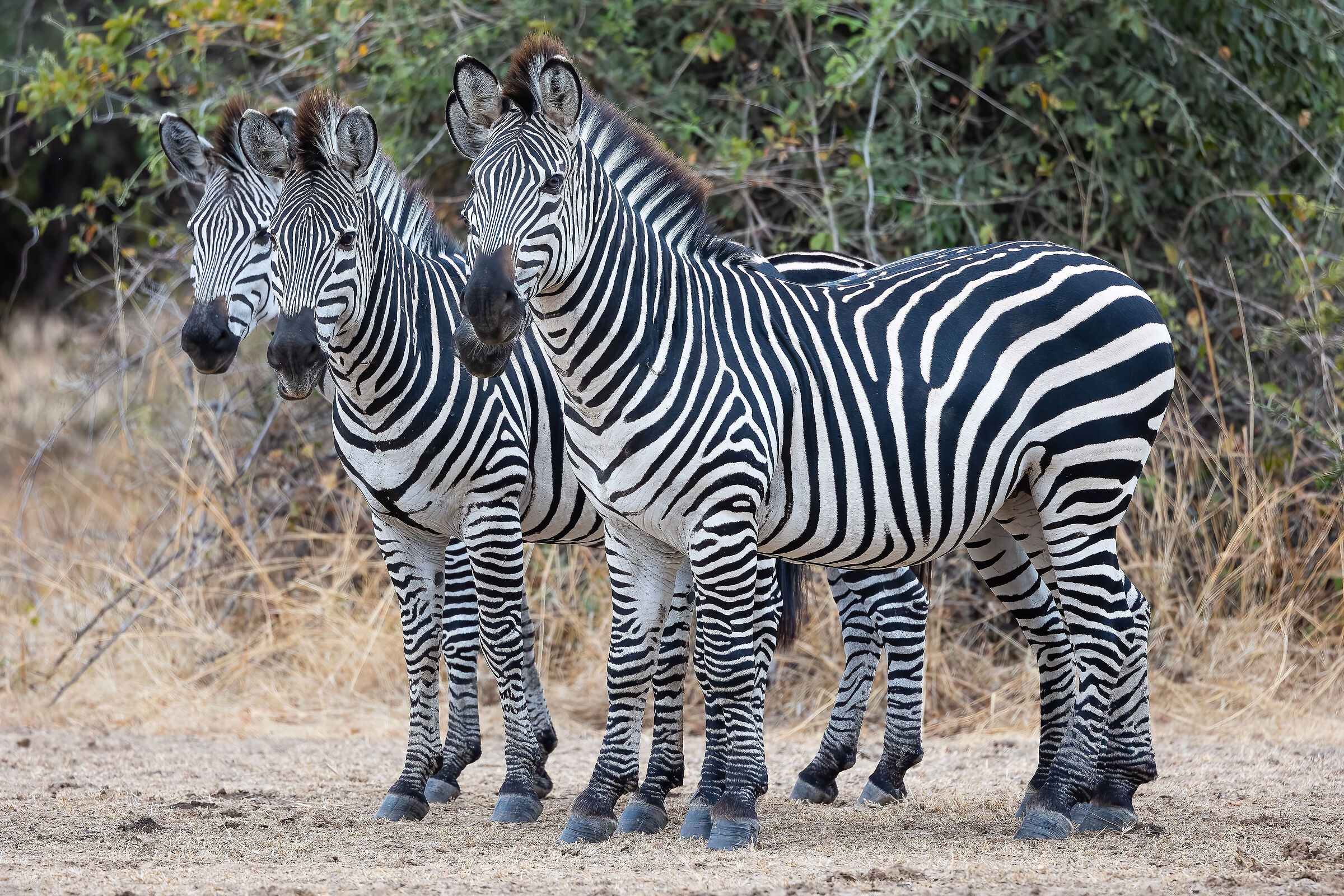 Zebras - South Luangwa National Park...