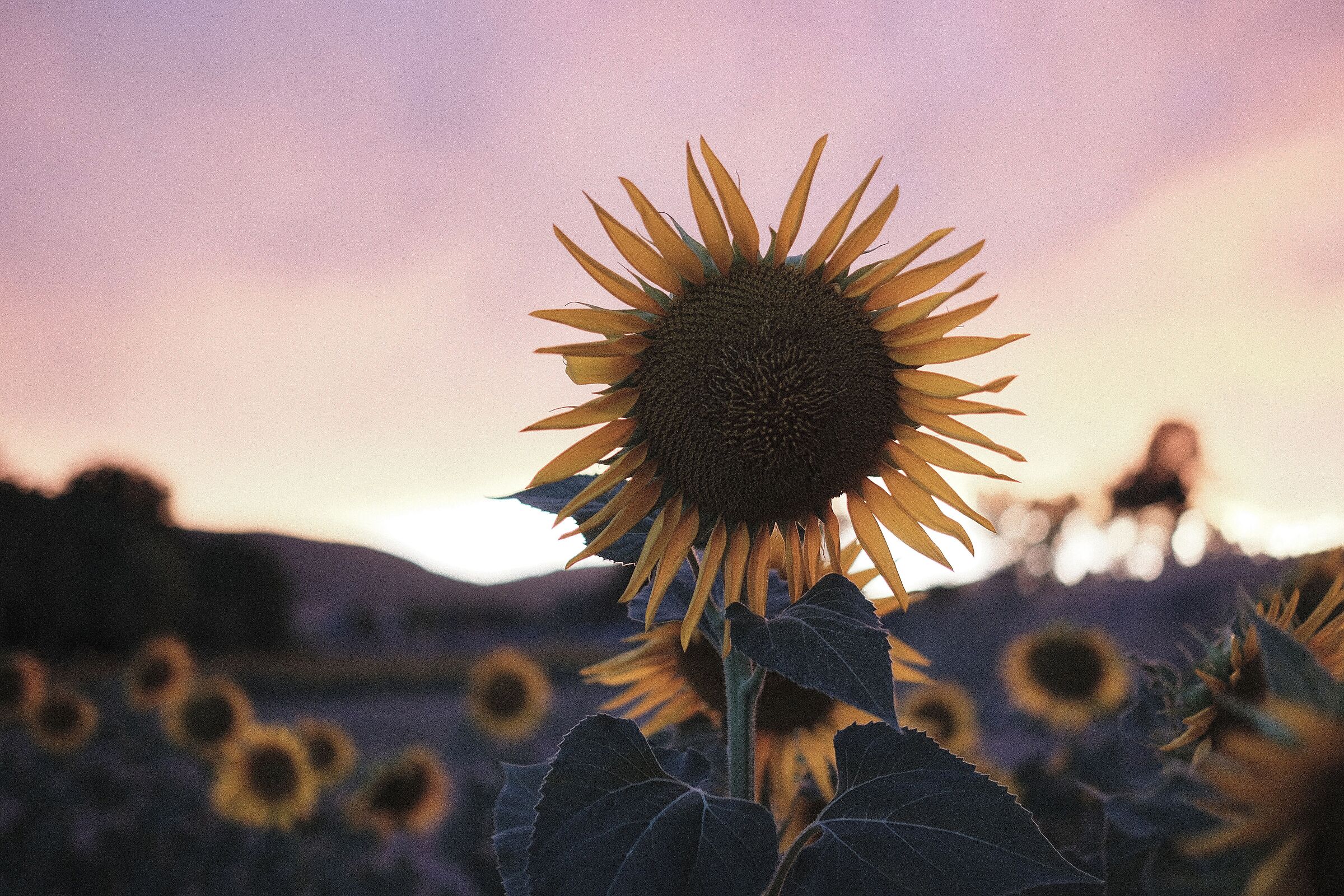 Sunflower at sunset...