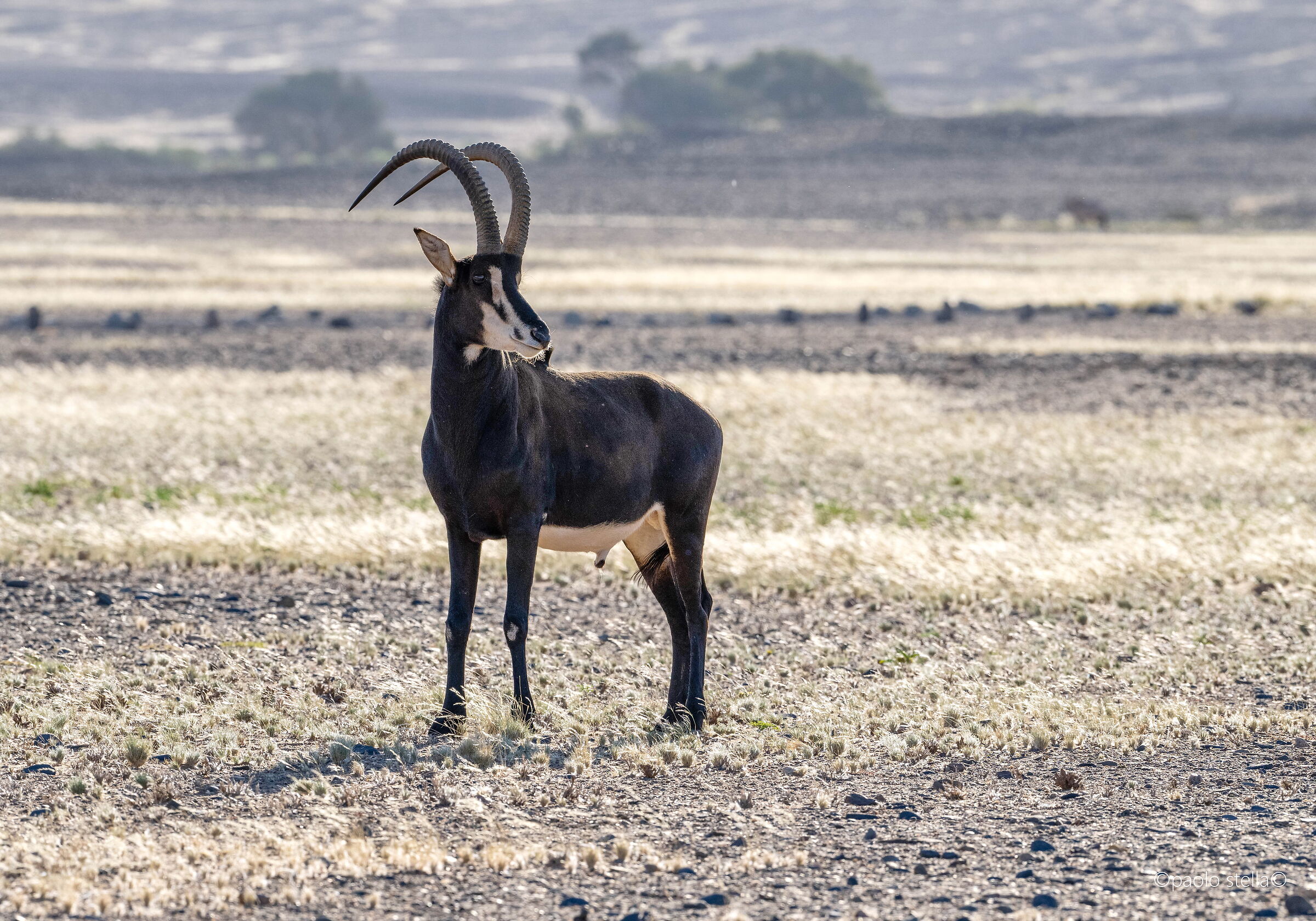 black antelope...