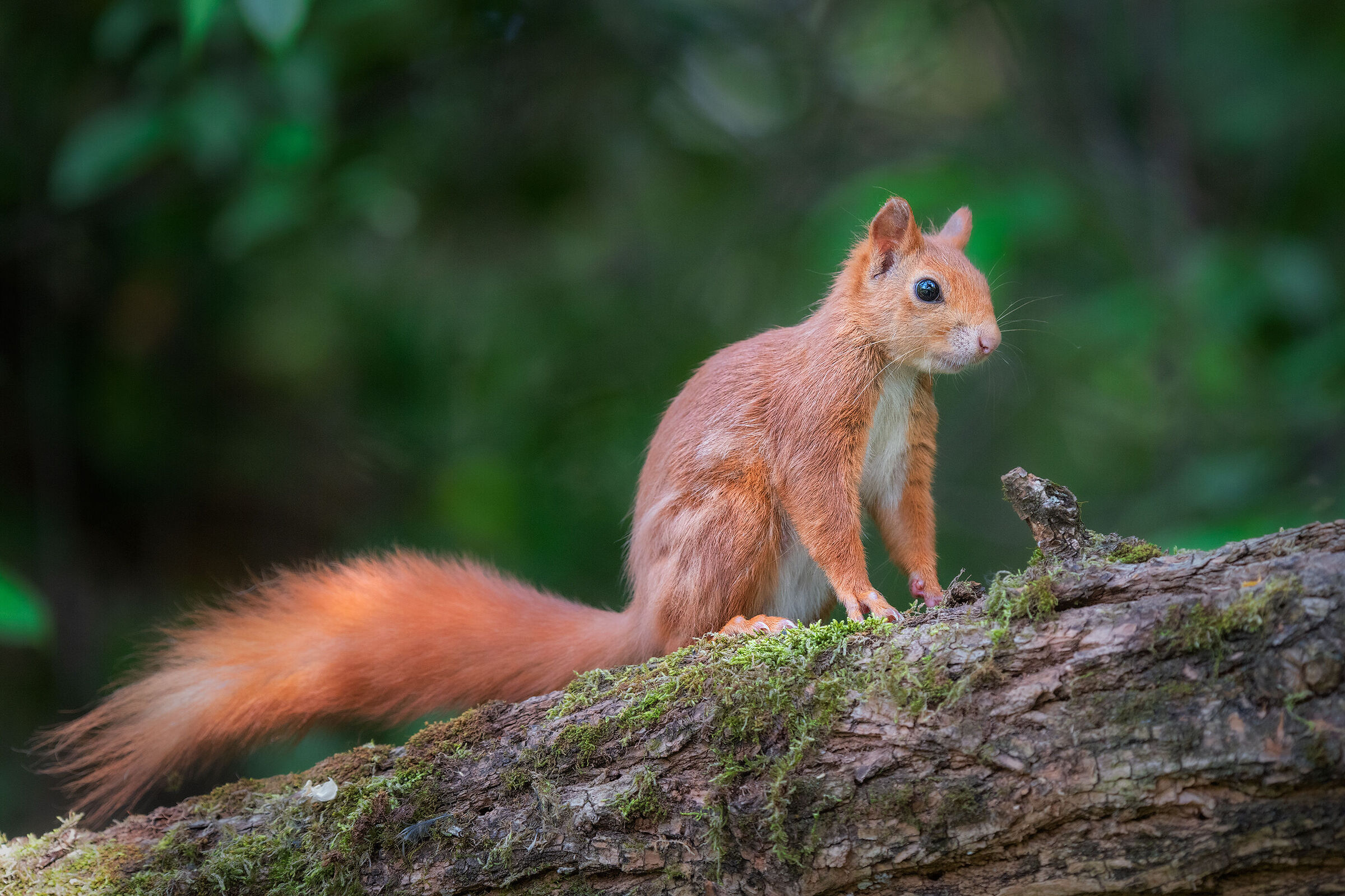 Red squirrel...