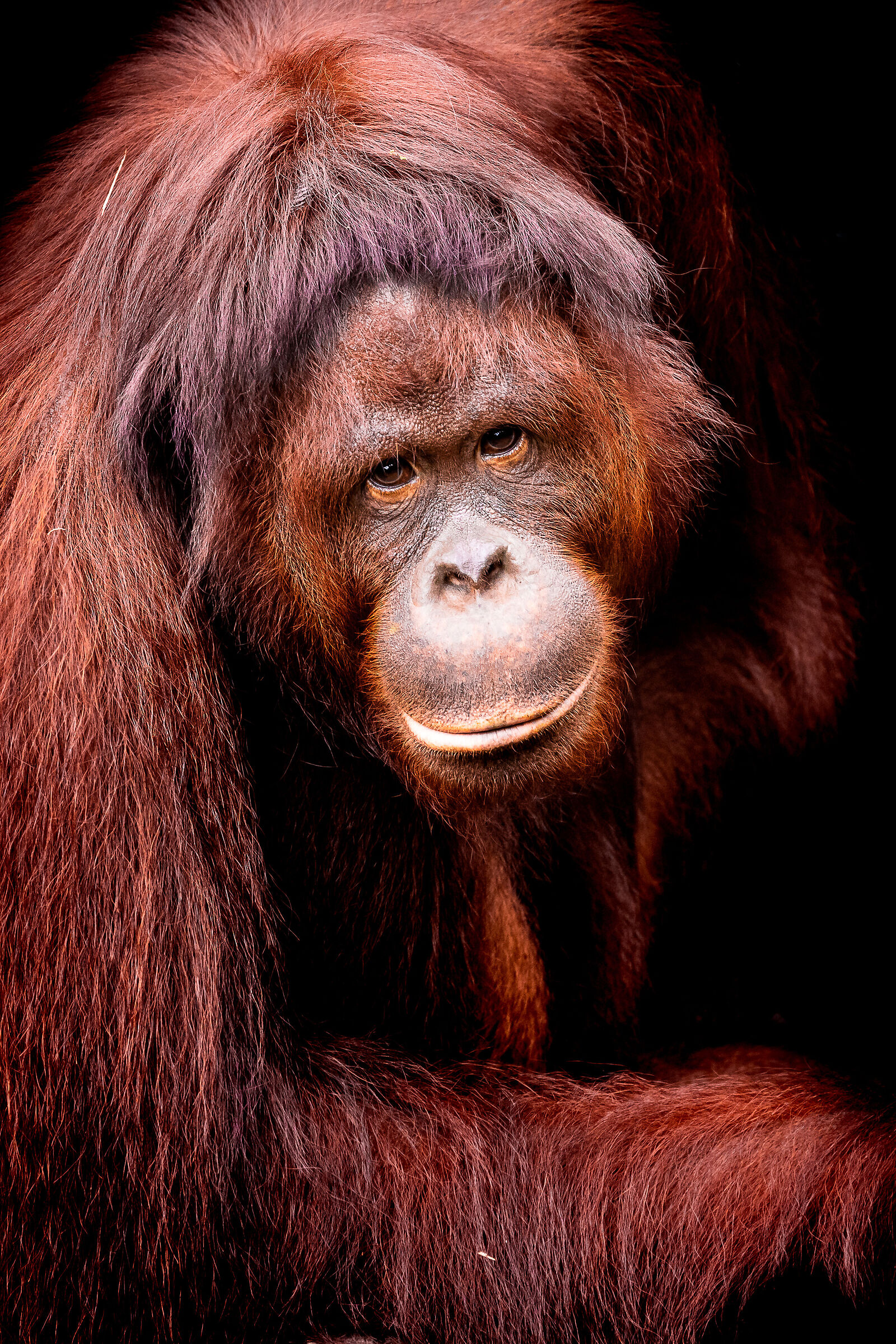 Orango del Borneo - Pongo Pygmaeus...