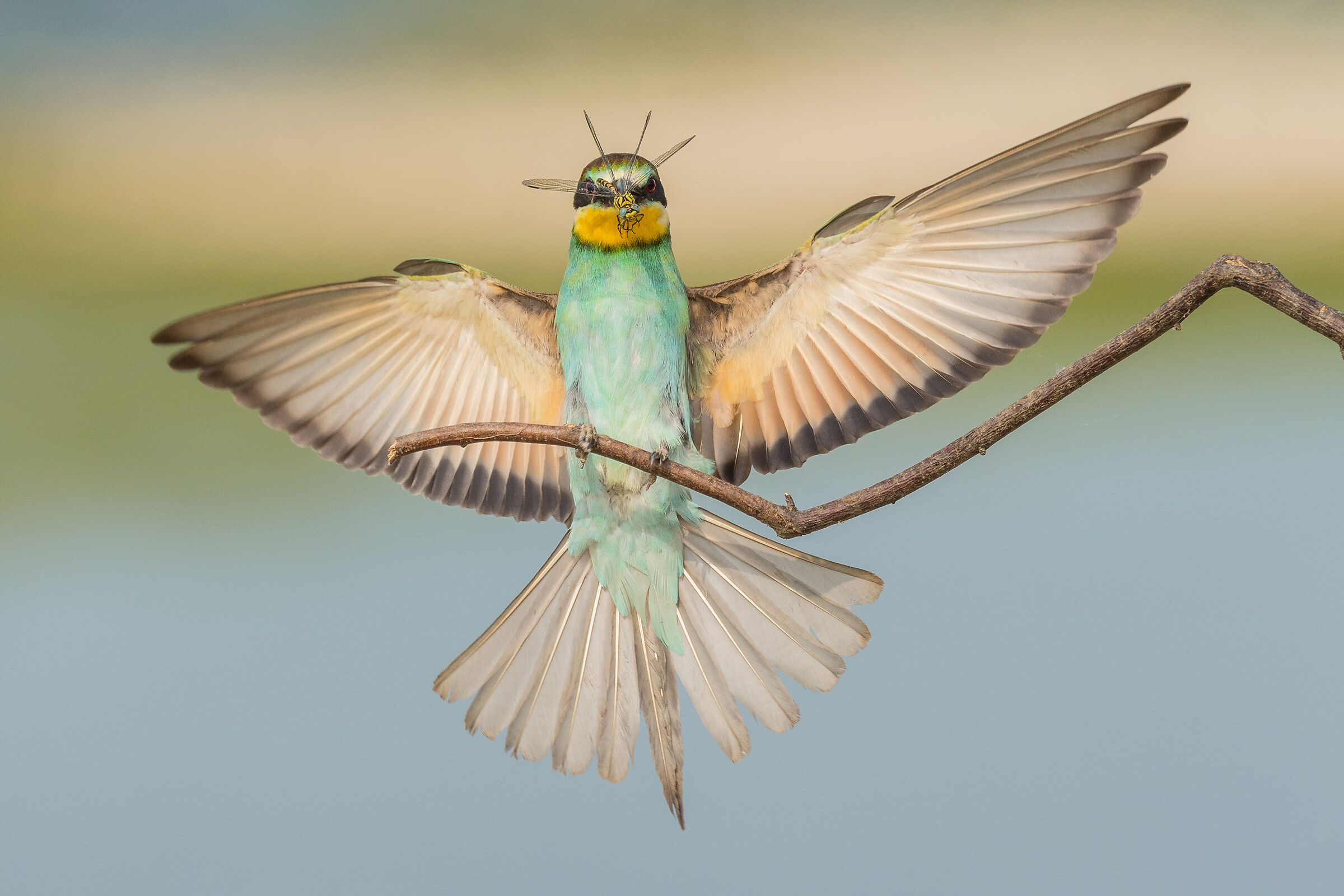 Bee-eater and dragonfly ...