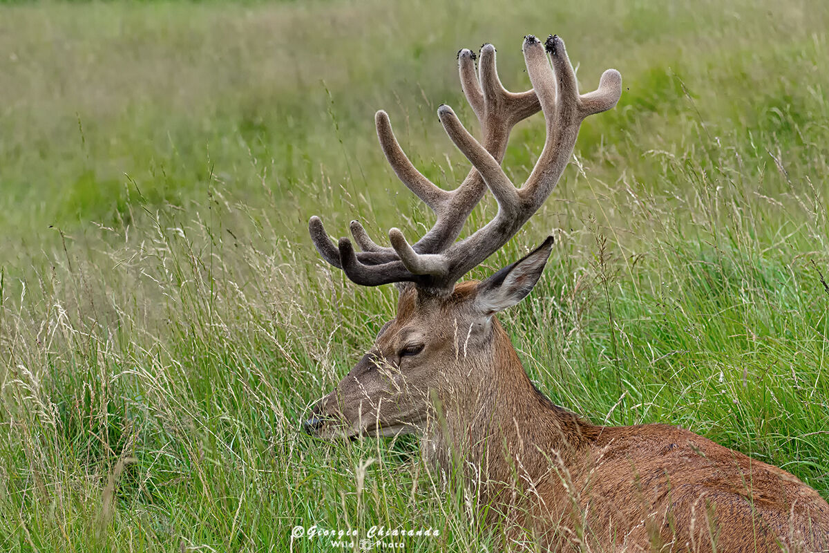 The King Rests (Noble Deer)...