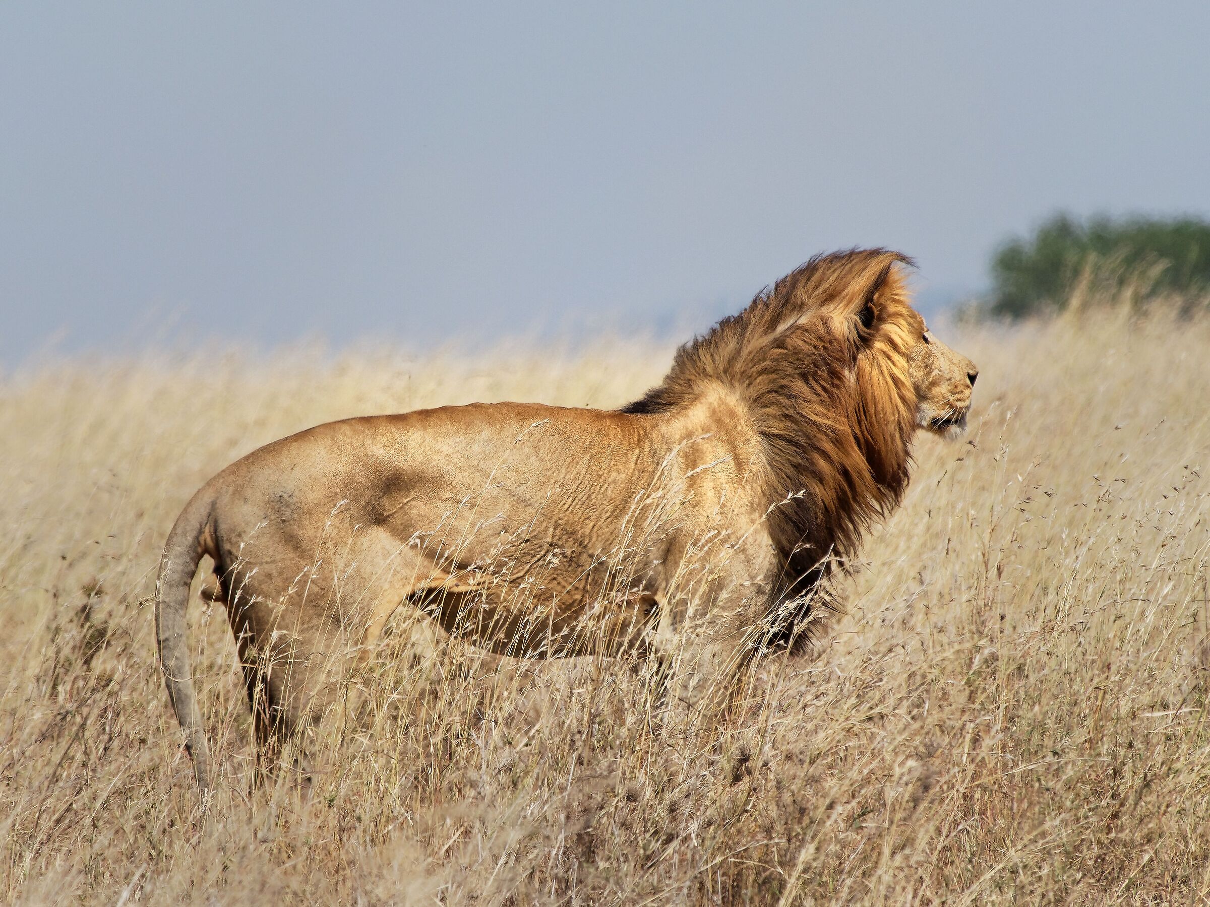 Serengeti's King...