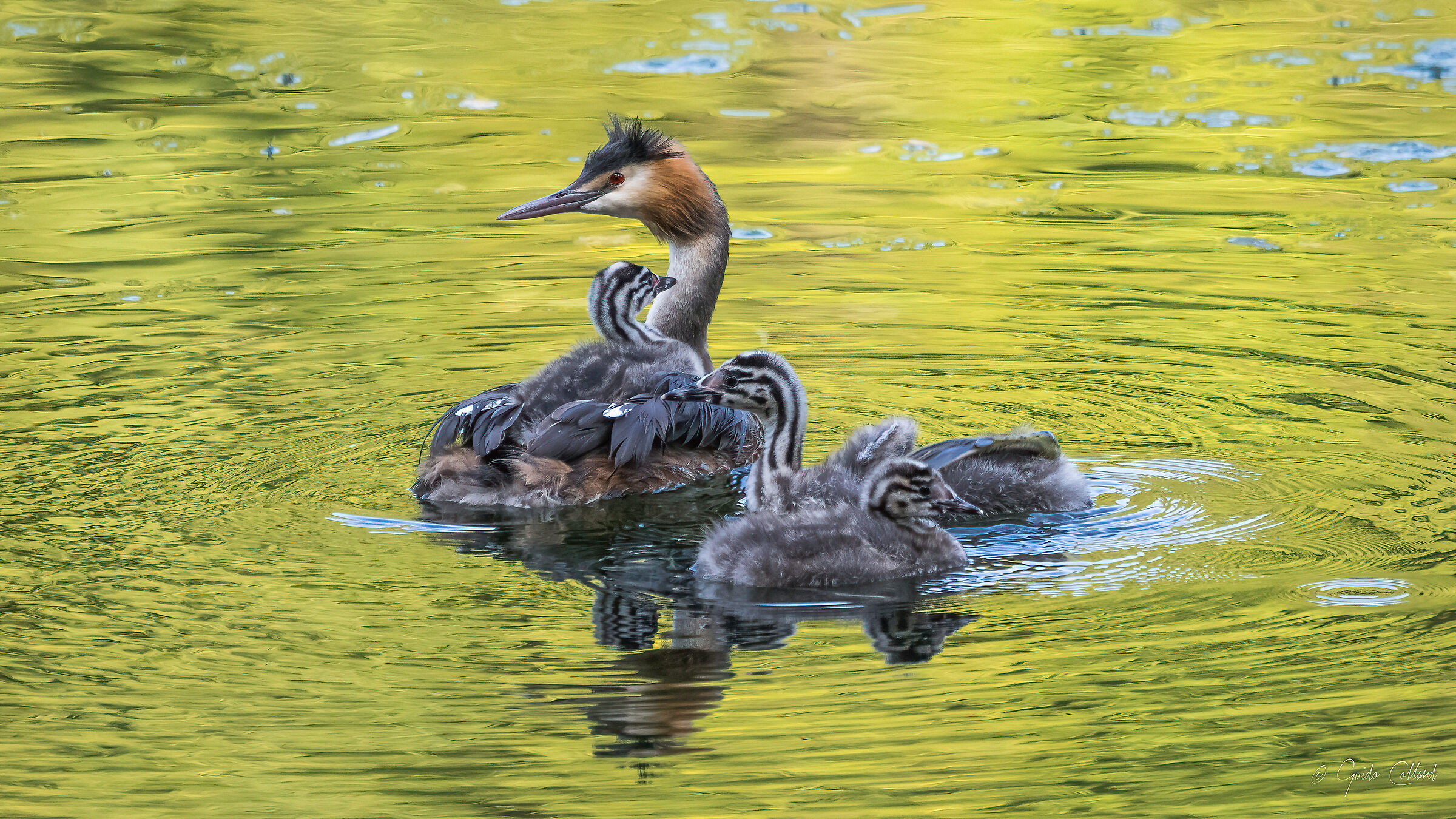 Family of Grebes...
