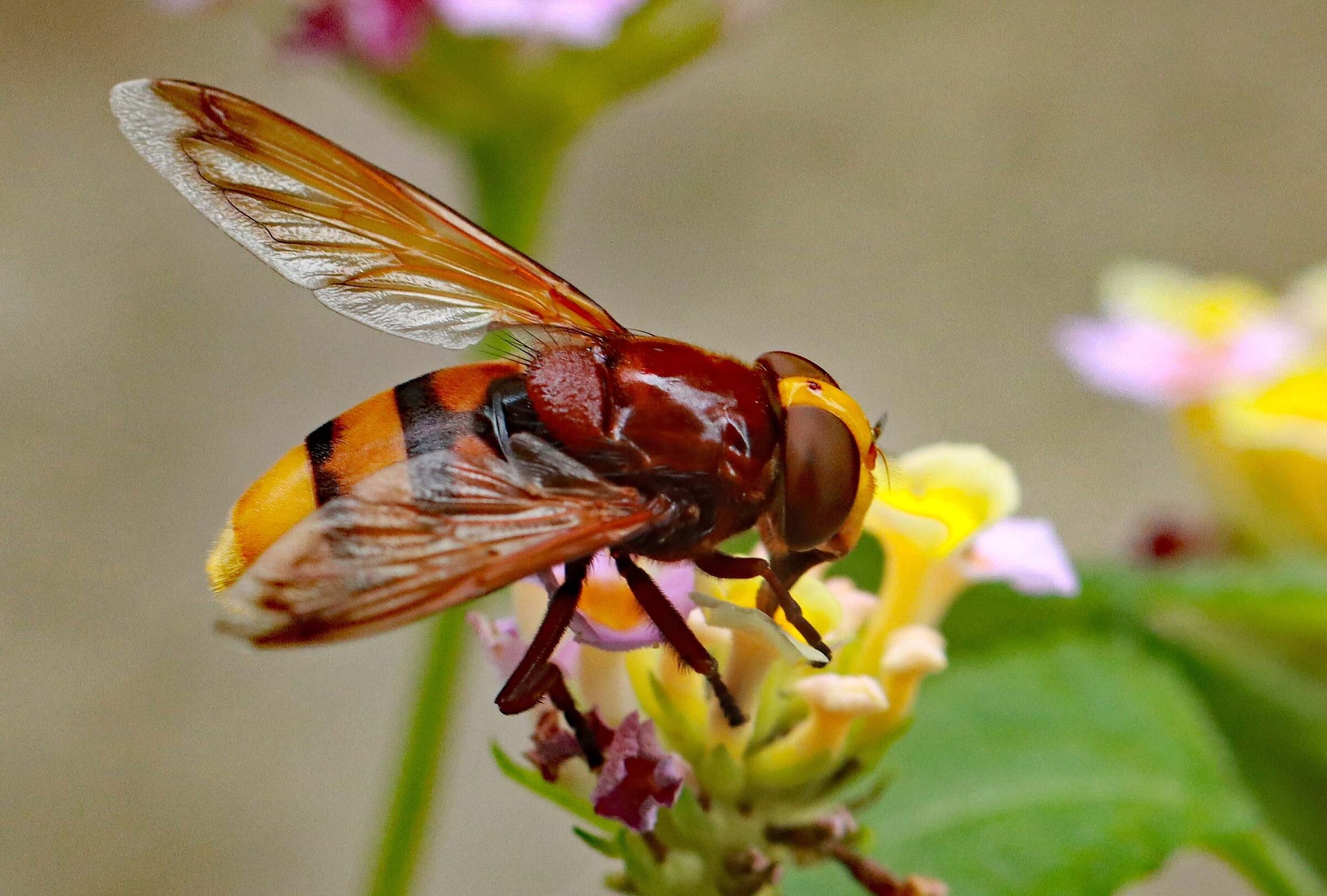 Asian hornet (Liguria, 2022)...