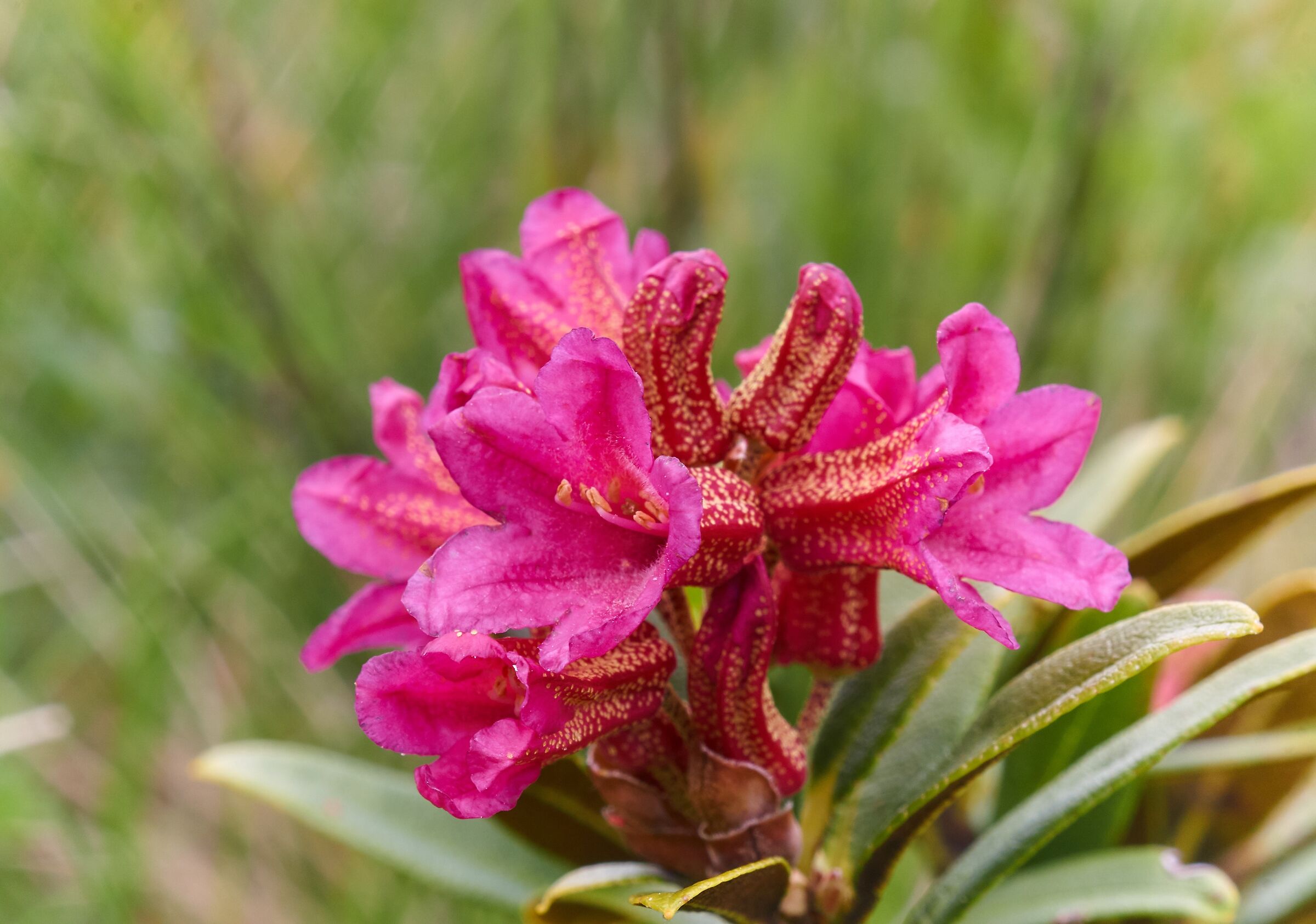 Rhododendron...