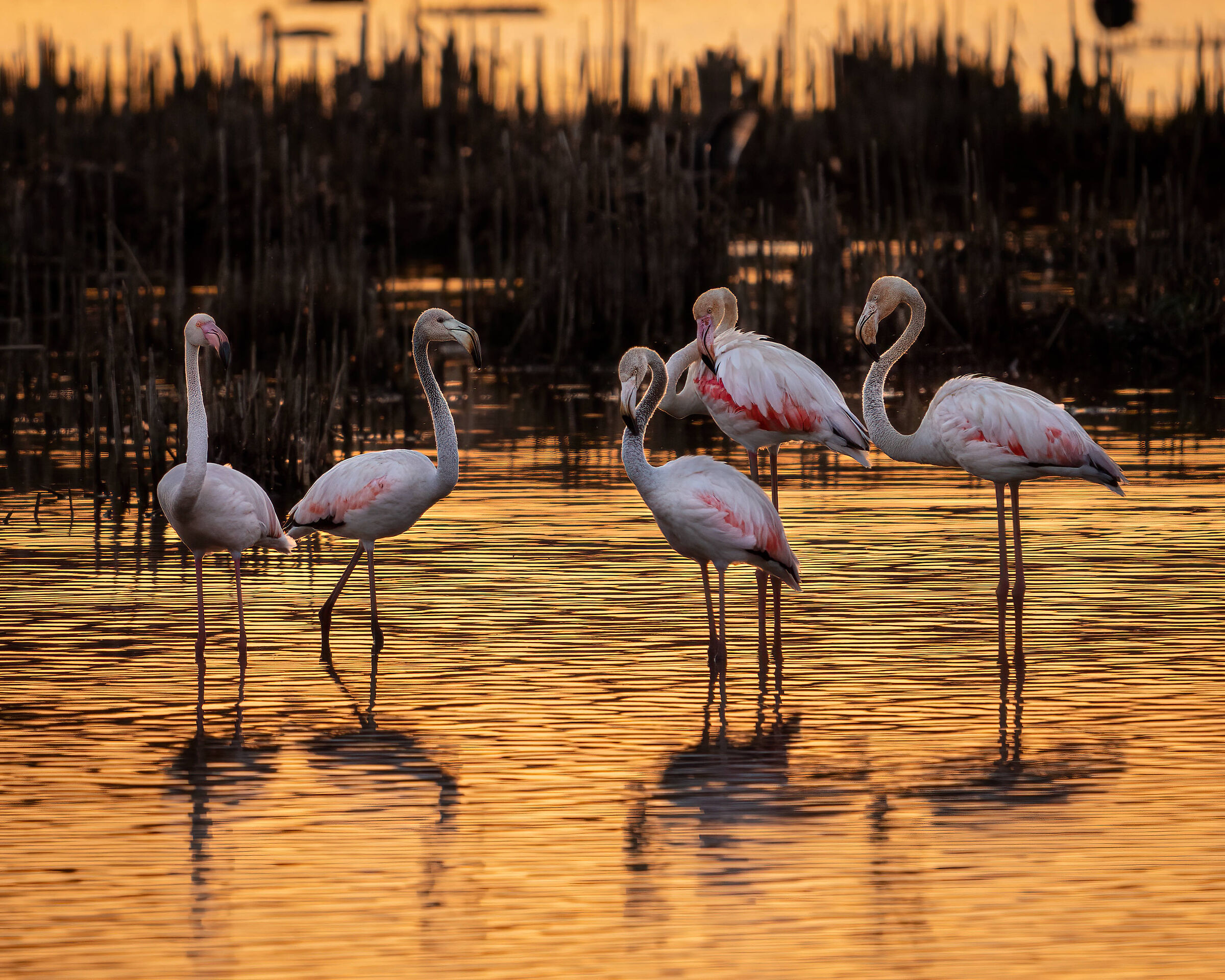 Sunbathing for flamingos...
