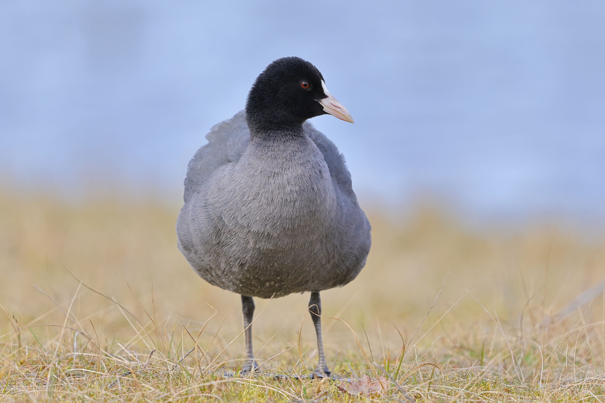 a coot ...