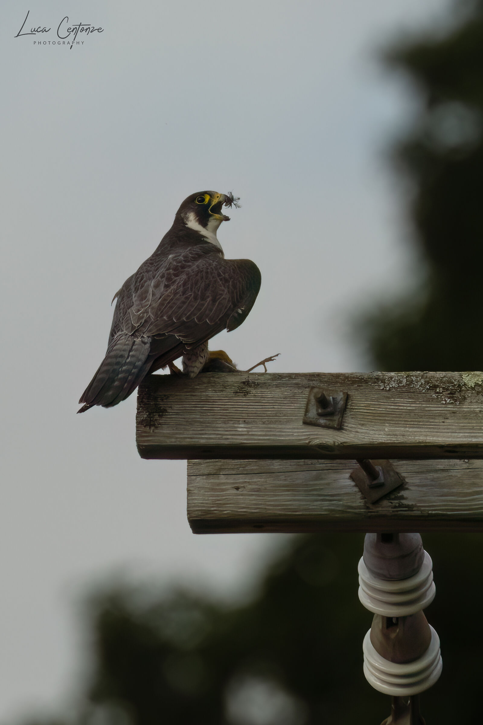 Peregrine Falcon (adult female)...