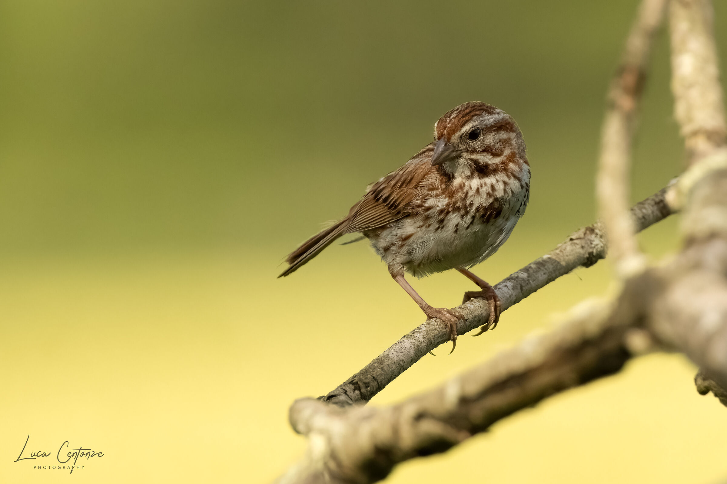 Song Sparrow (Melospiza melodia)...