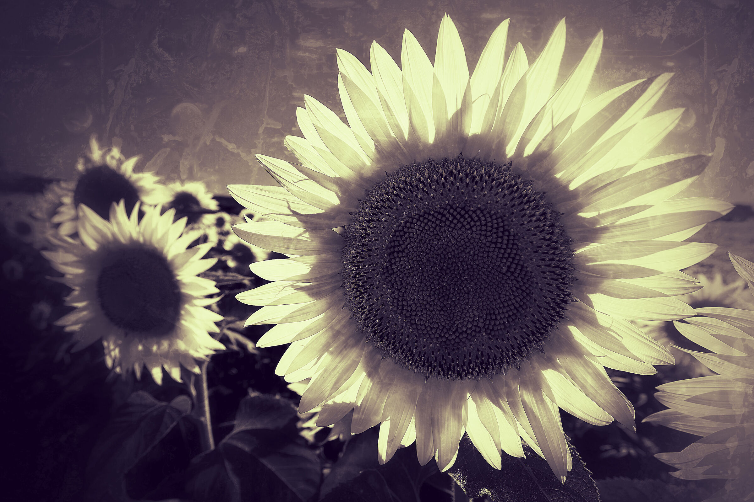 White sunflowers...