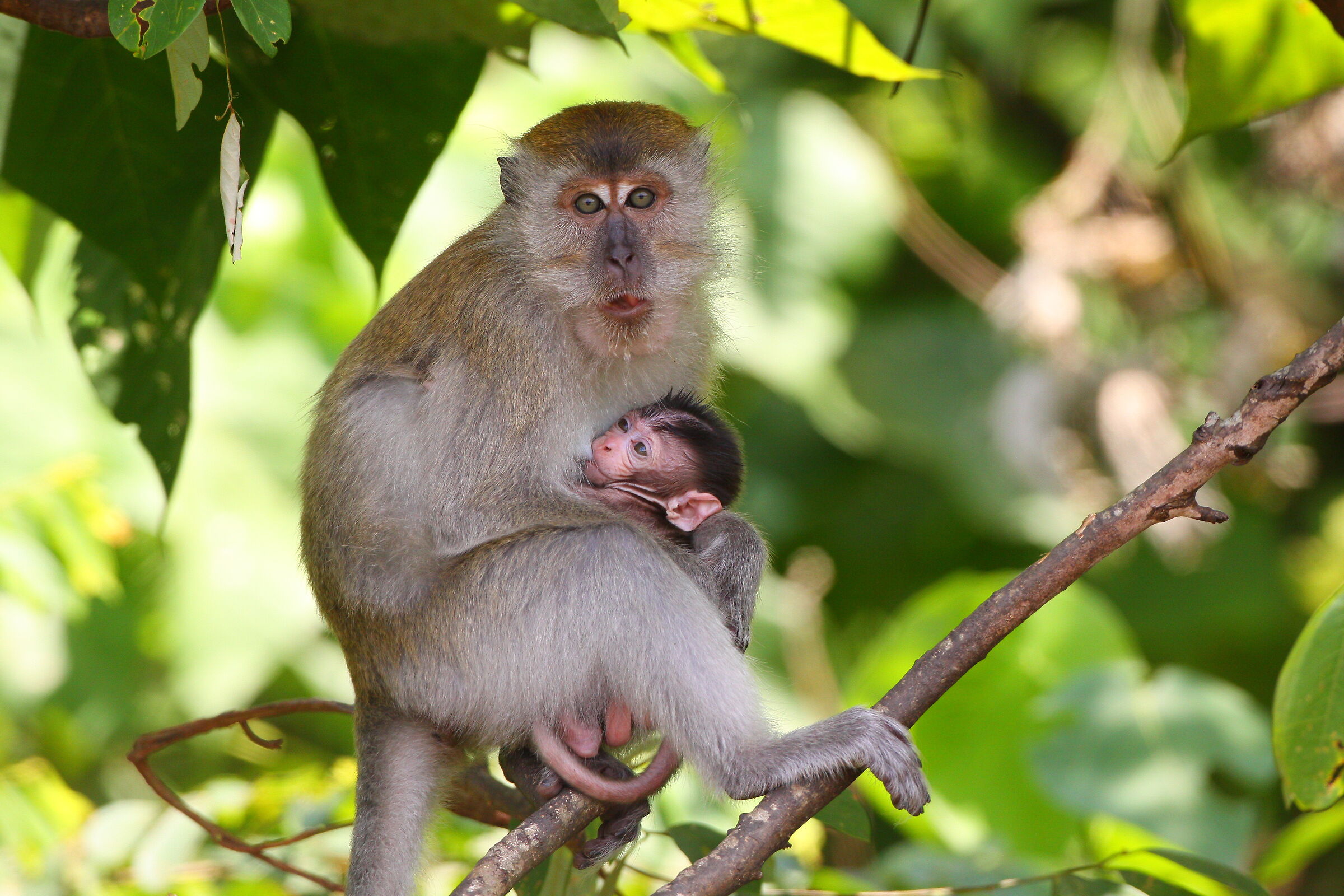 Long tailed macaque with baby...