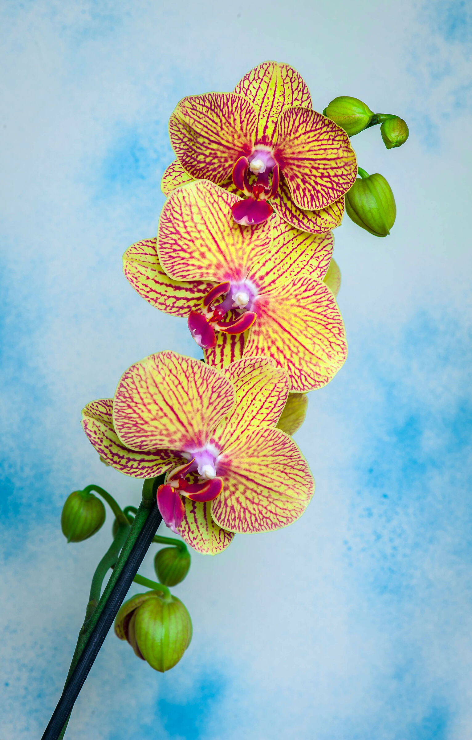 A wonder of Orchid...