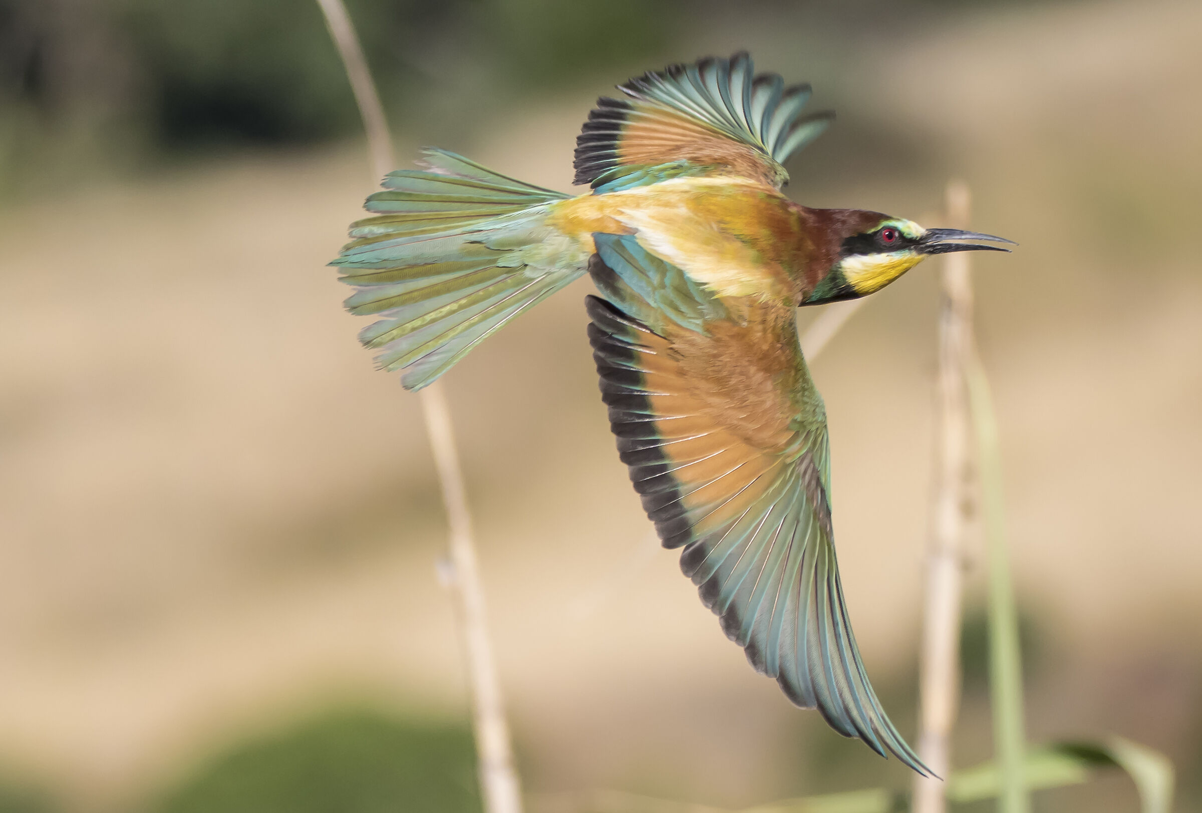 Bee-eater flight...
