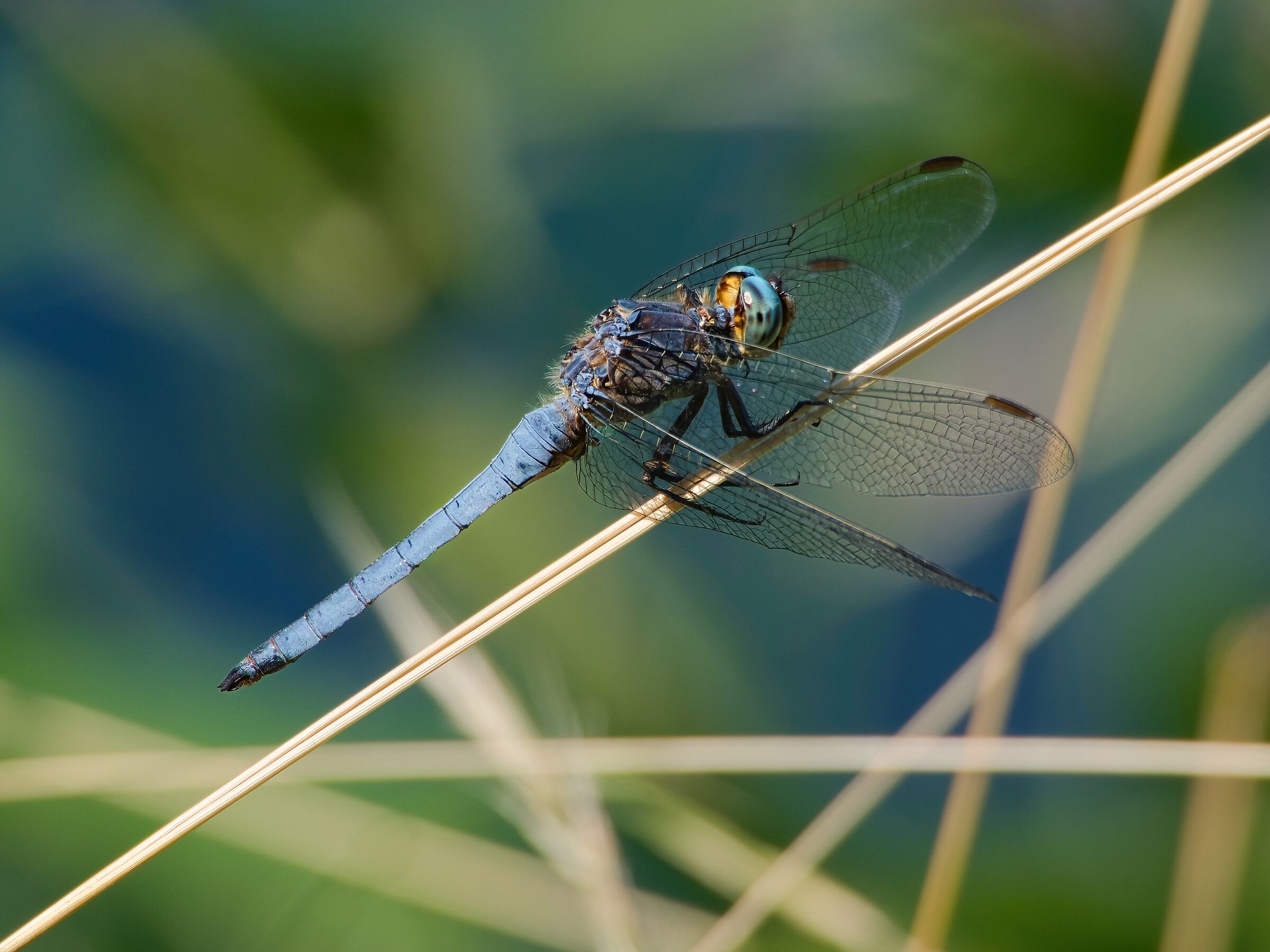 Tawny dragonfly...