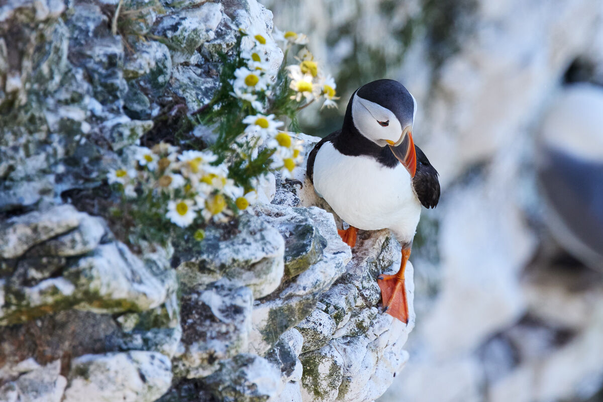 Puffin on the cliff...