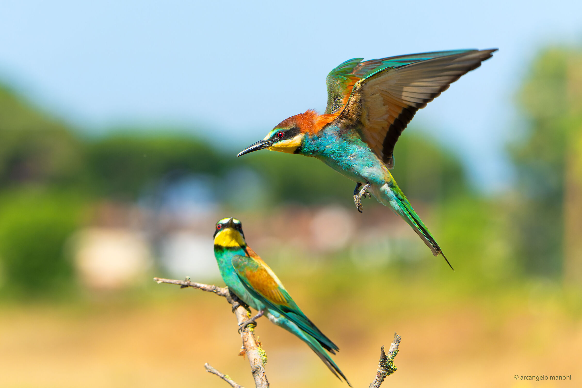 The overflight of the bee-eater...