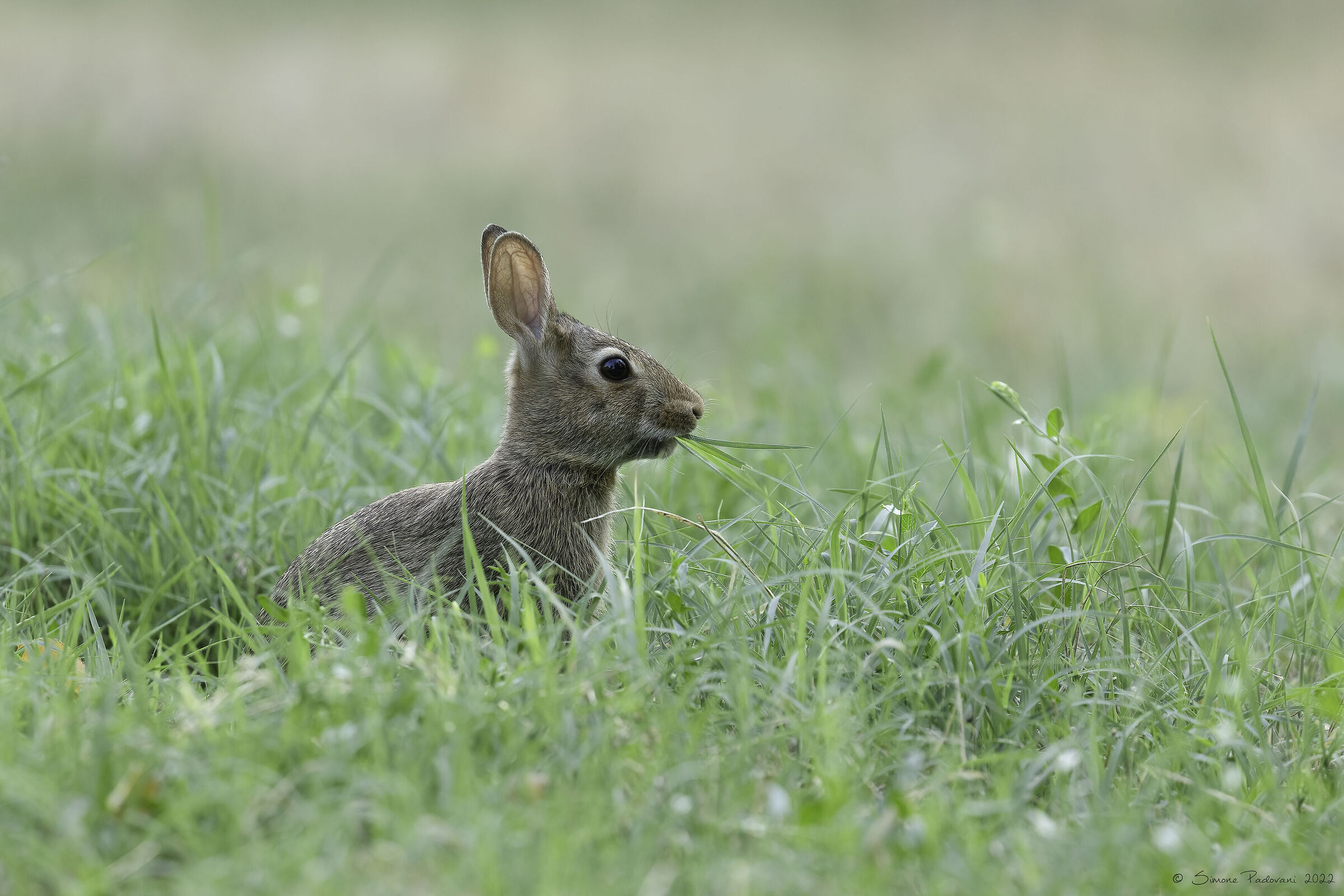 Mini-hare...