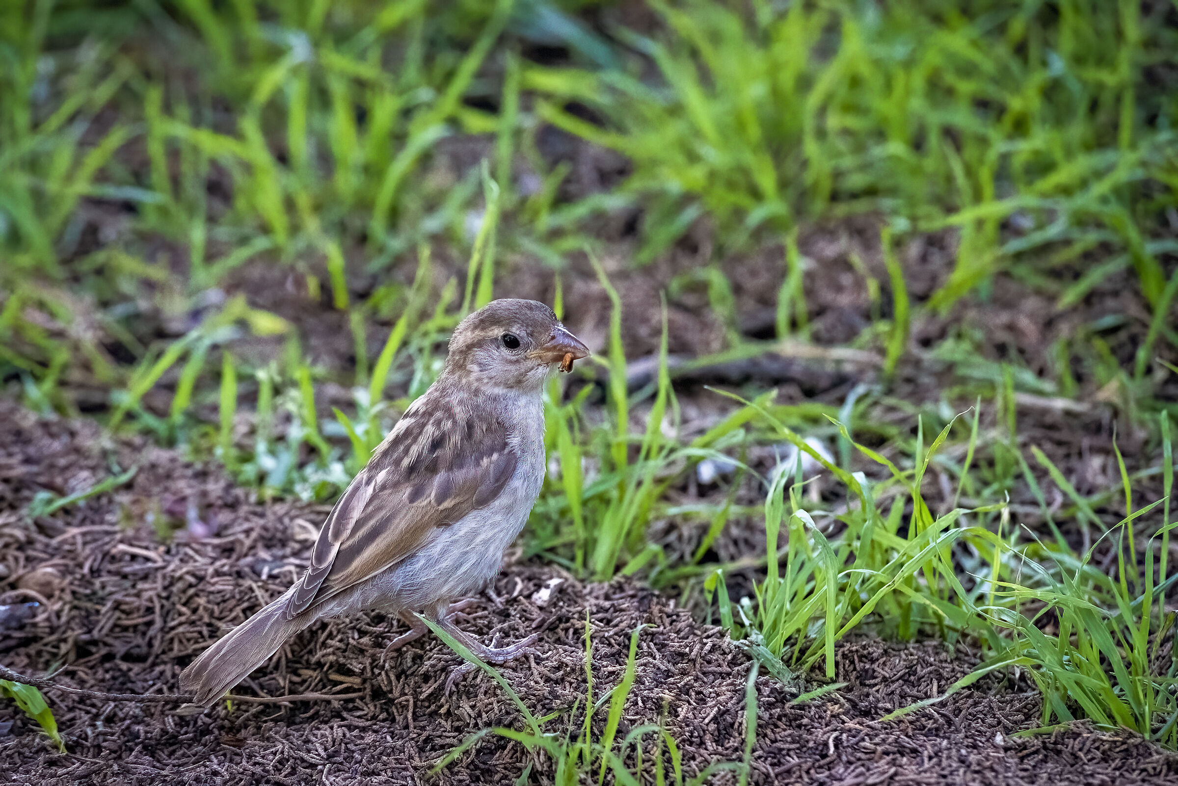 Domestic sparrow at the Eur Park...