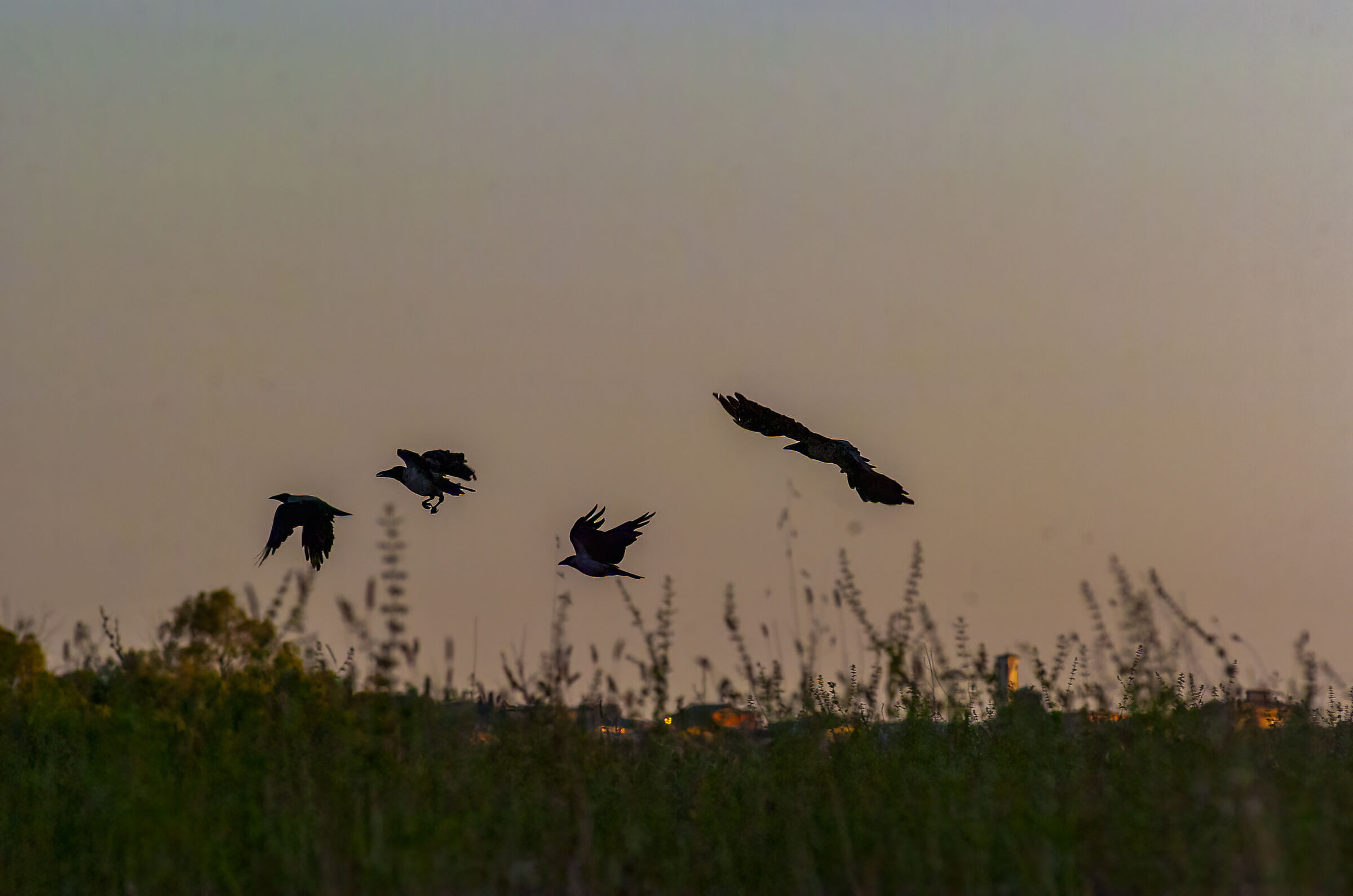 Gray crows in flight...