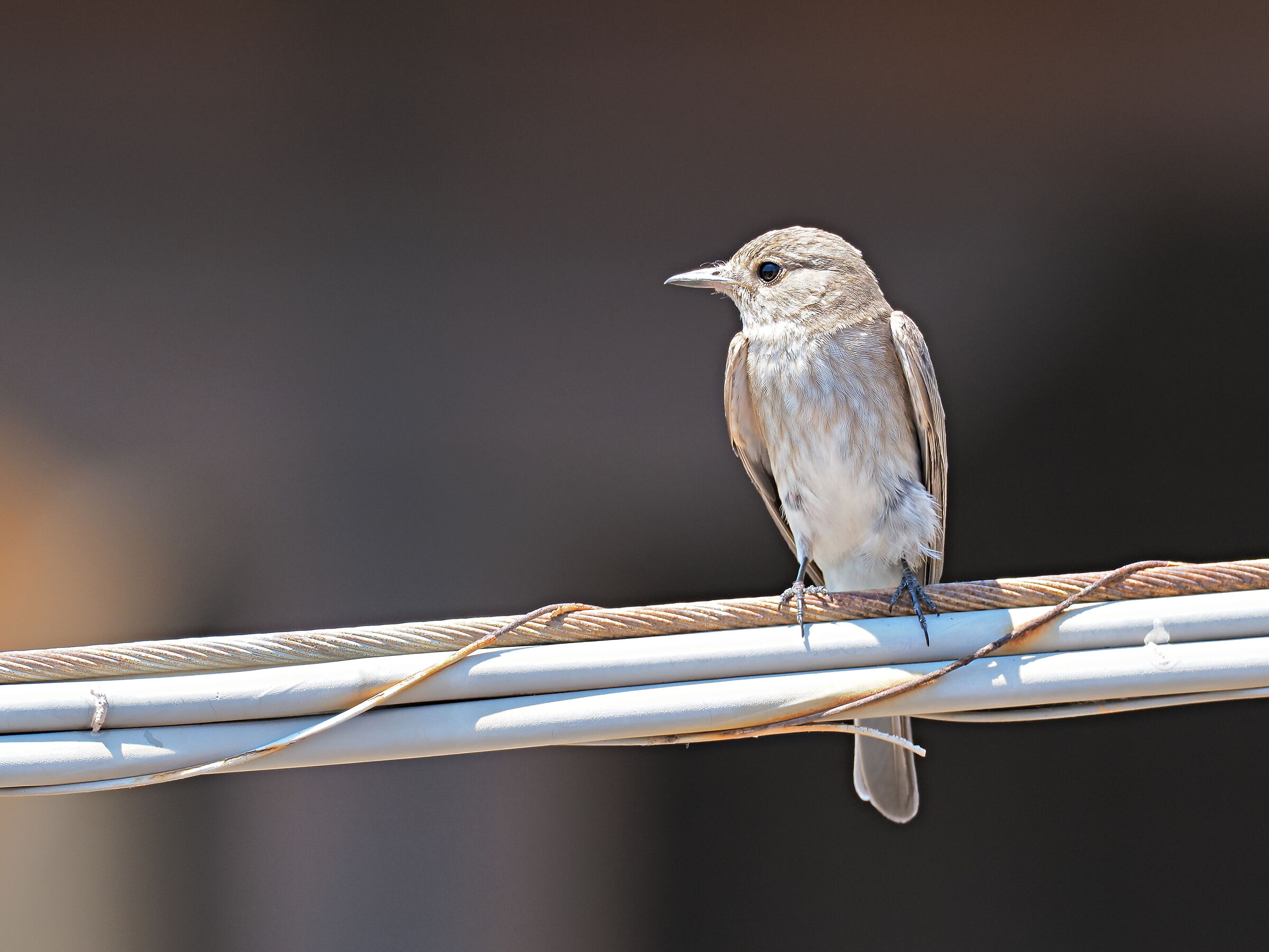 Flycatcher on the wire...