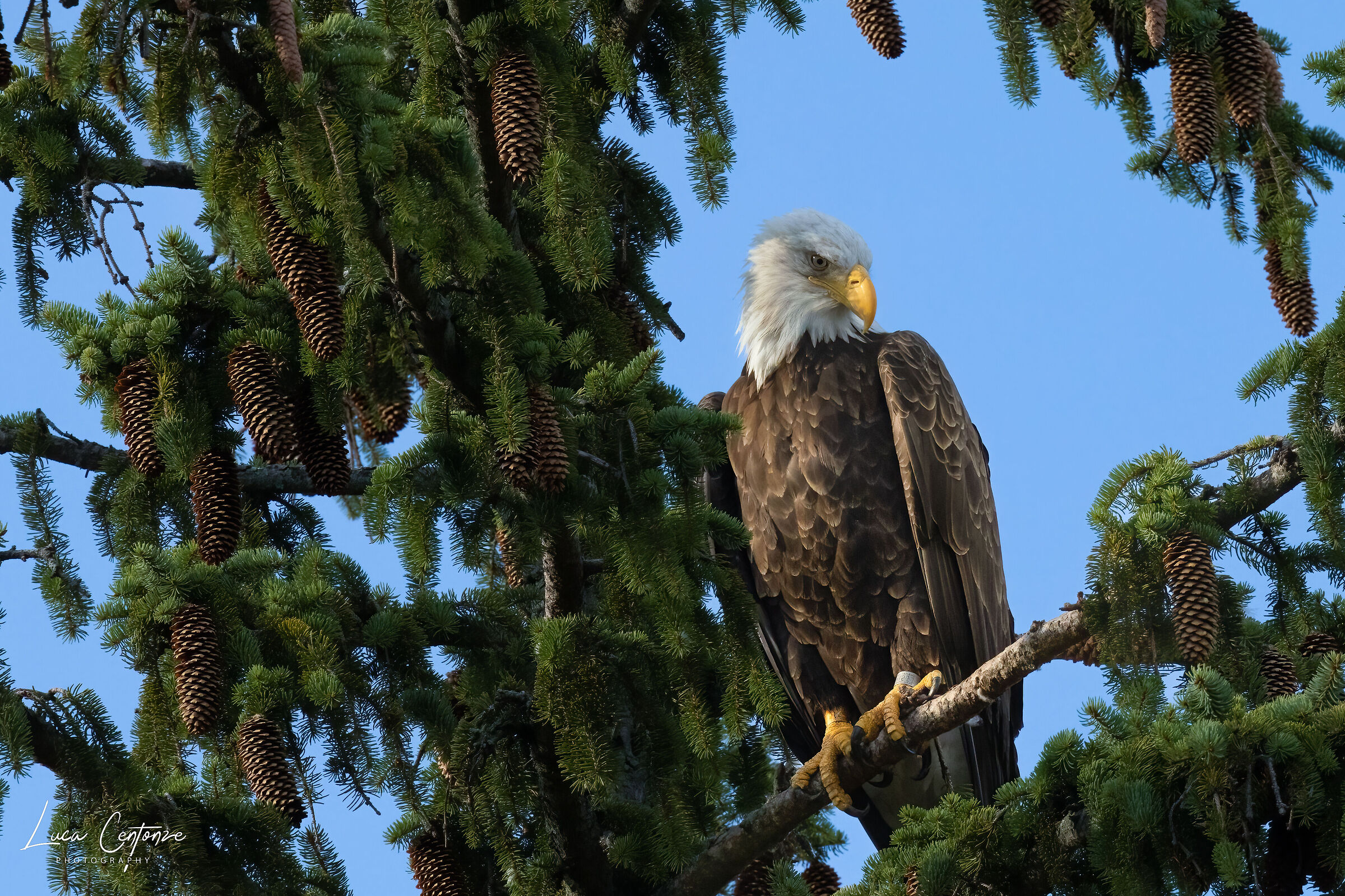 Bald Eagle (femmina adulto)...