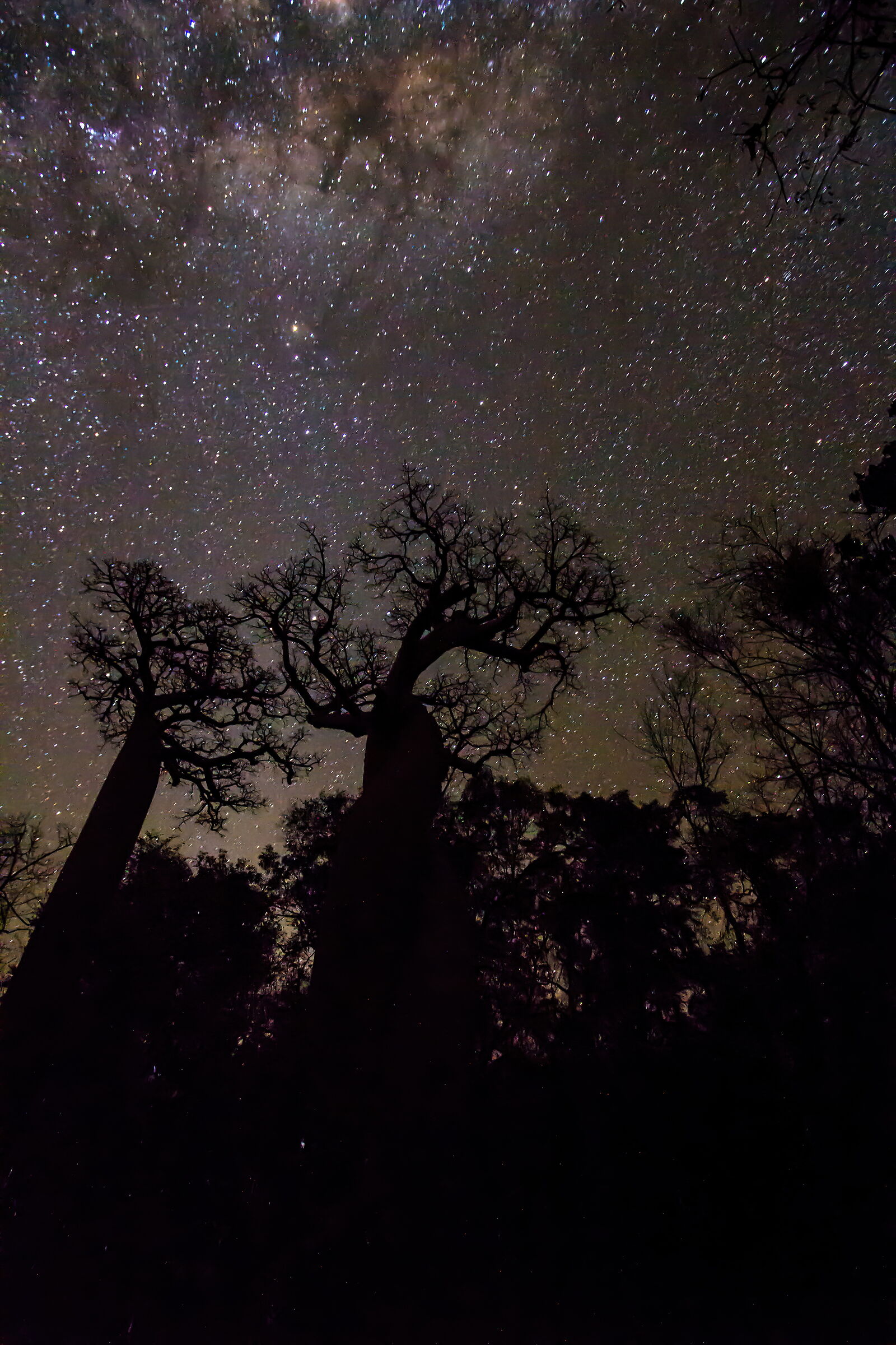 Baobabs at night...