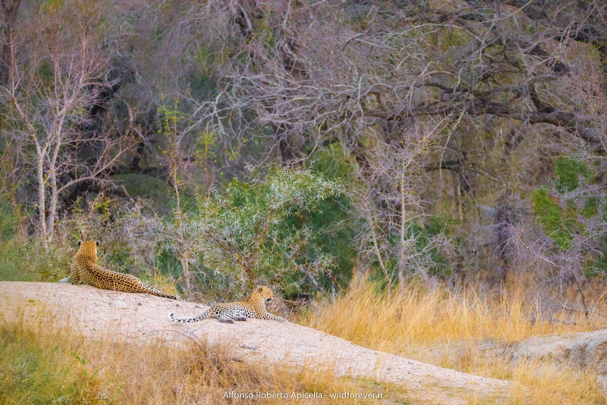 Leopardi - Kruger National Park...