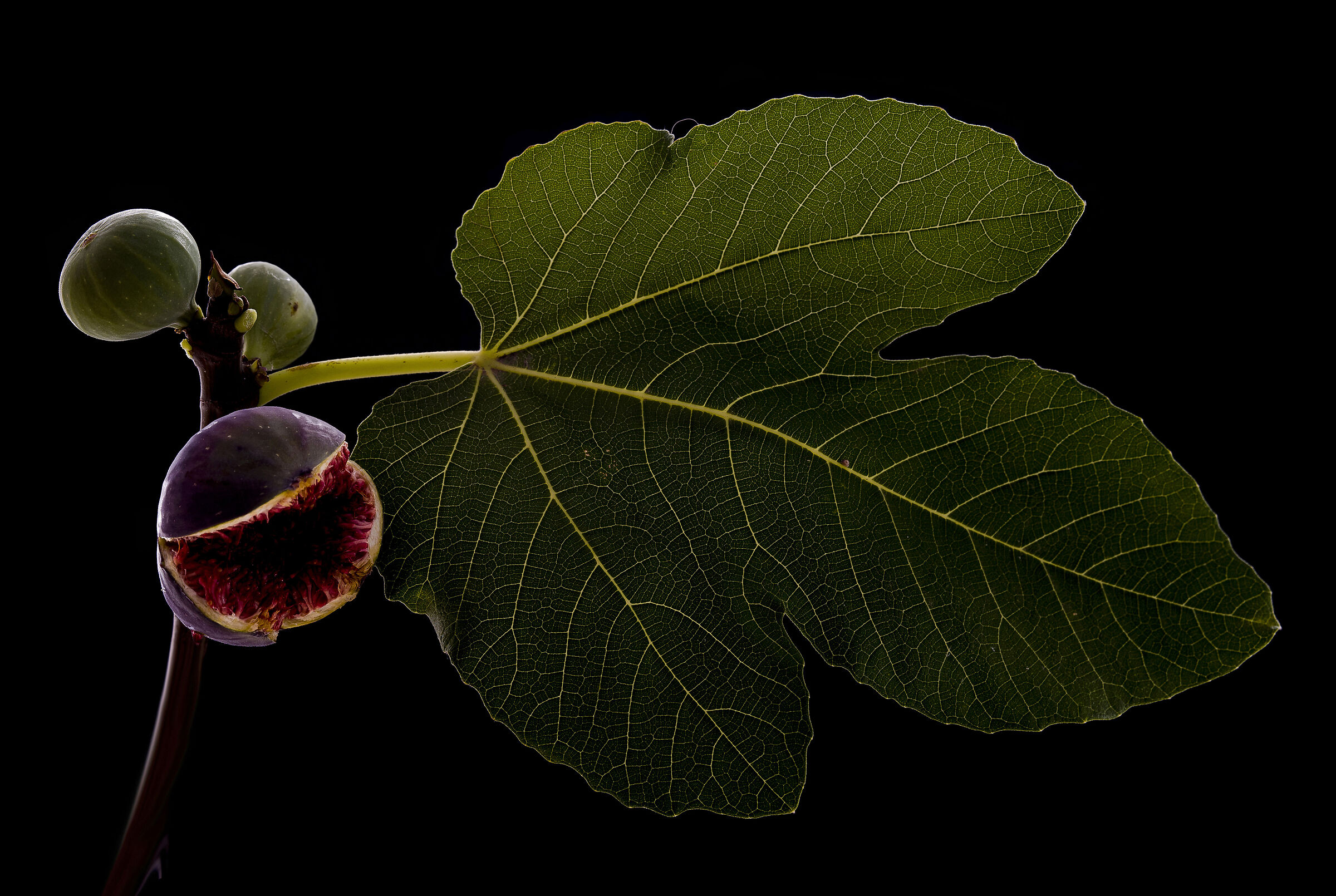 Leaf and figs...