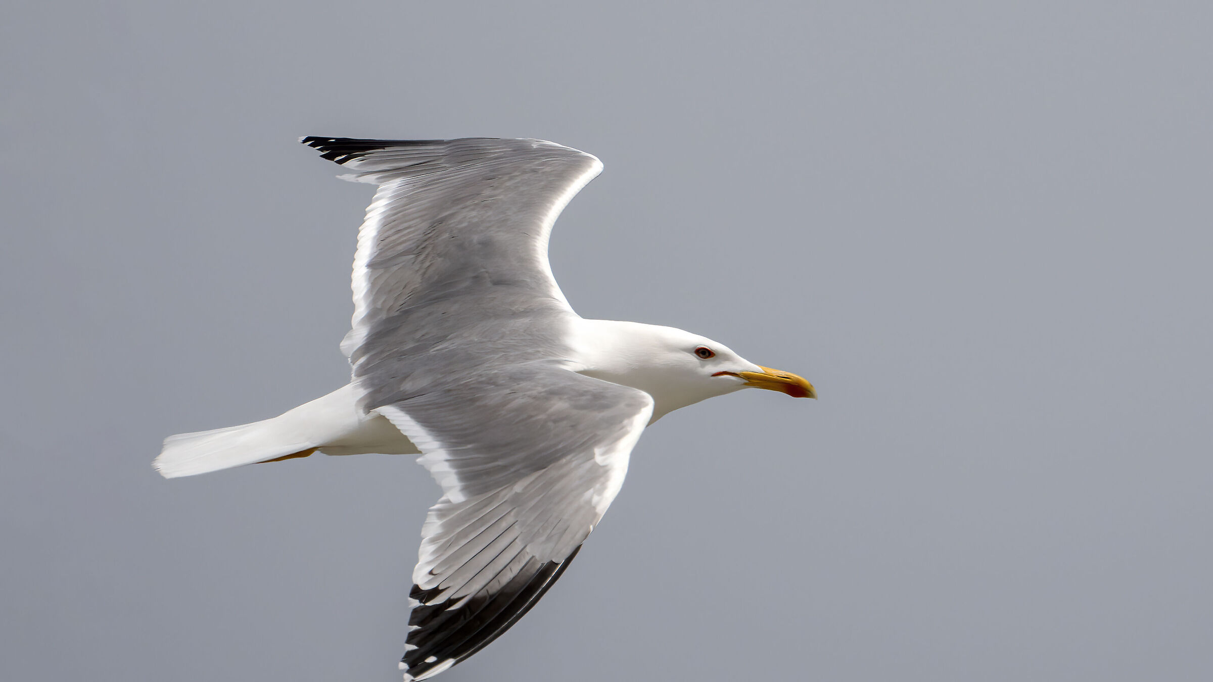 Herring gull...