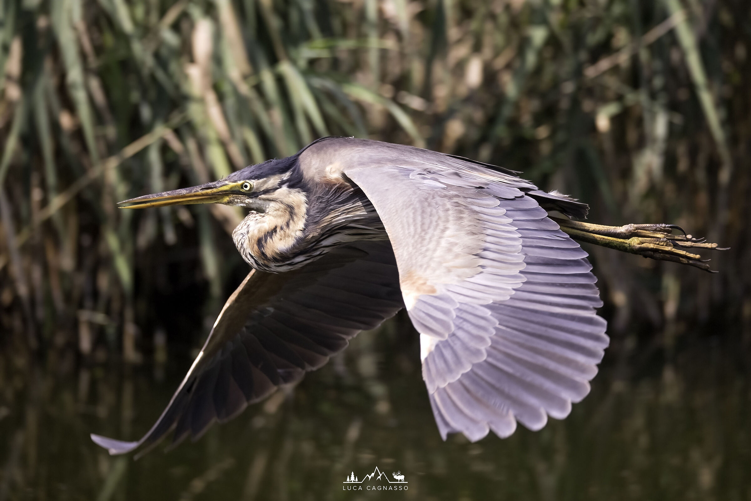 Red heron in flight - 02...