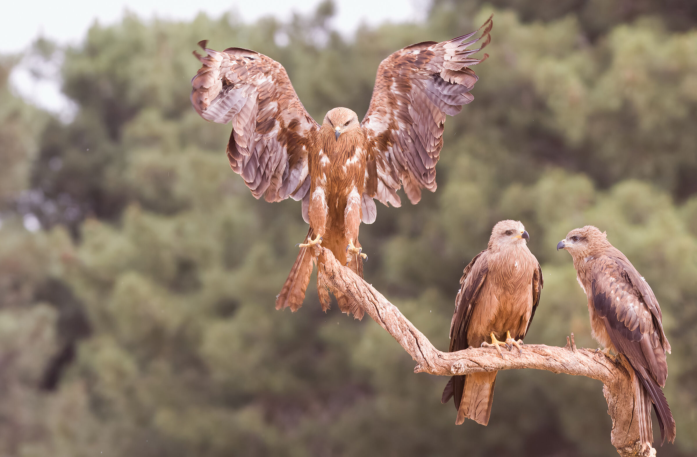 There is no two without three - Brown kites...