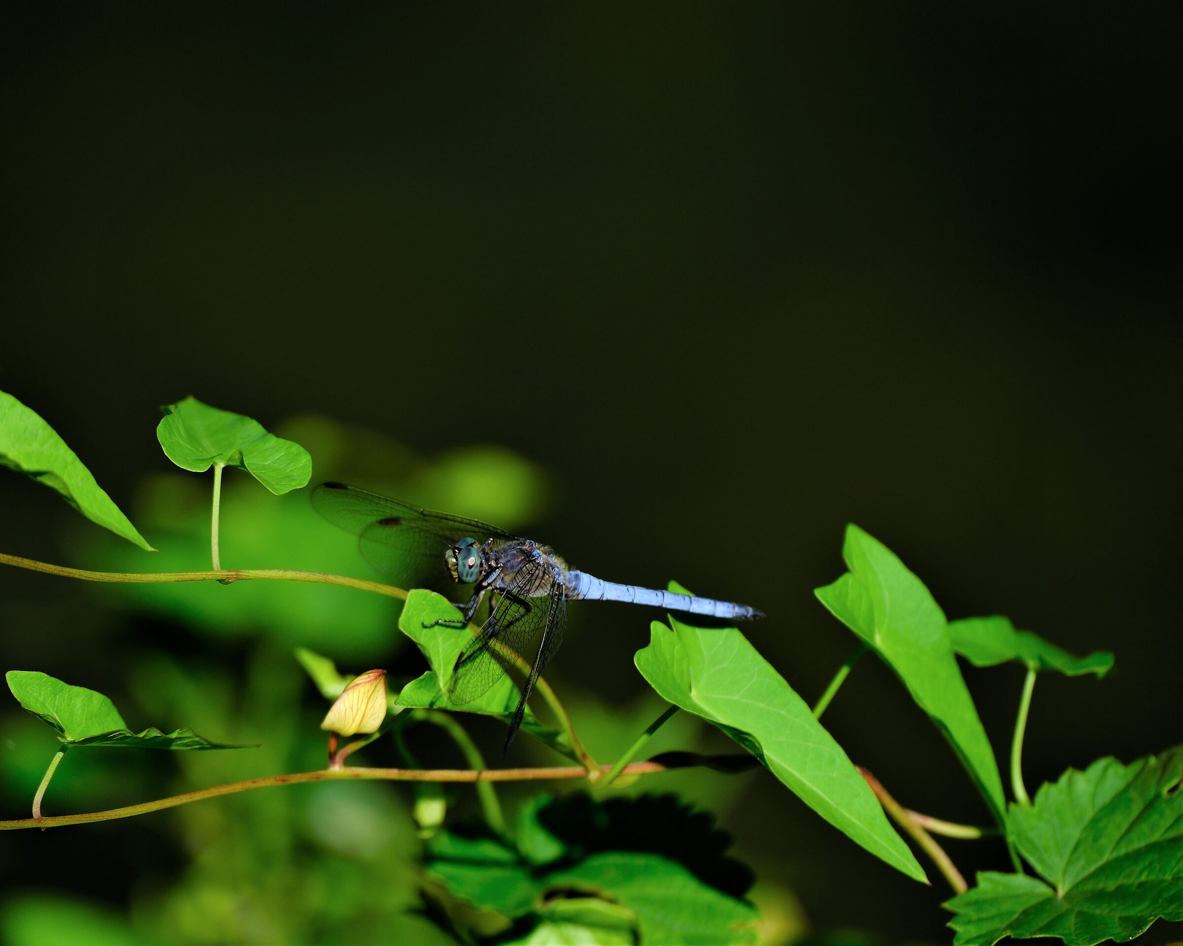 Blue dragonfly...