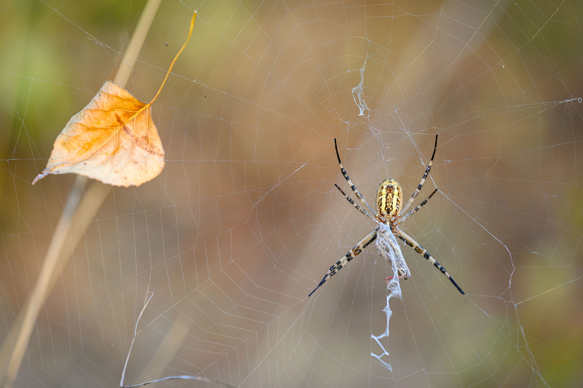 Argiope with prey...