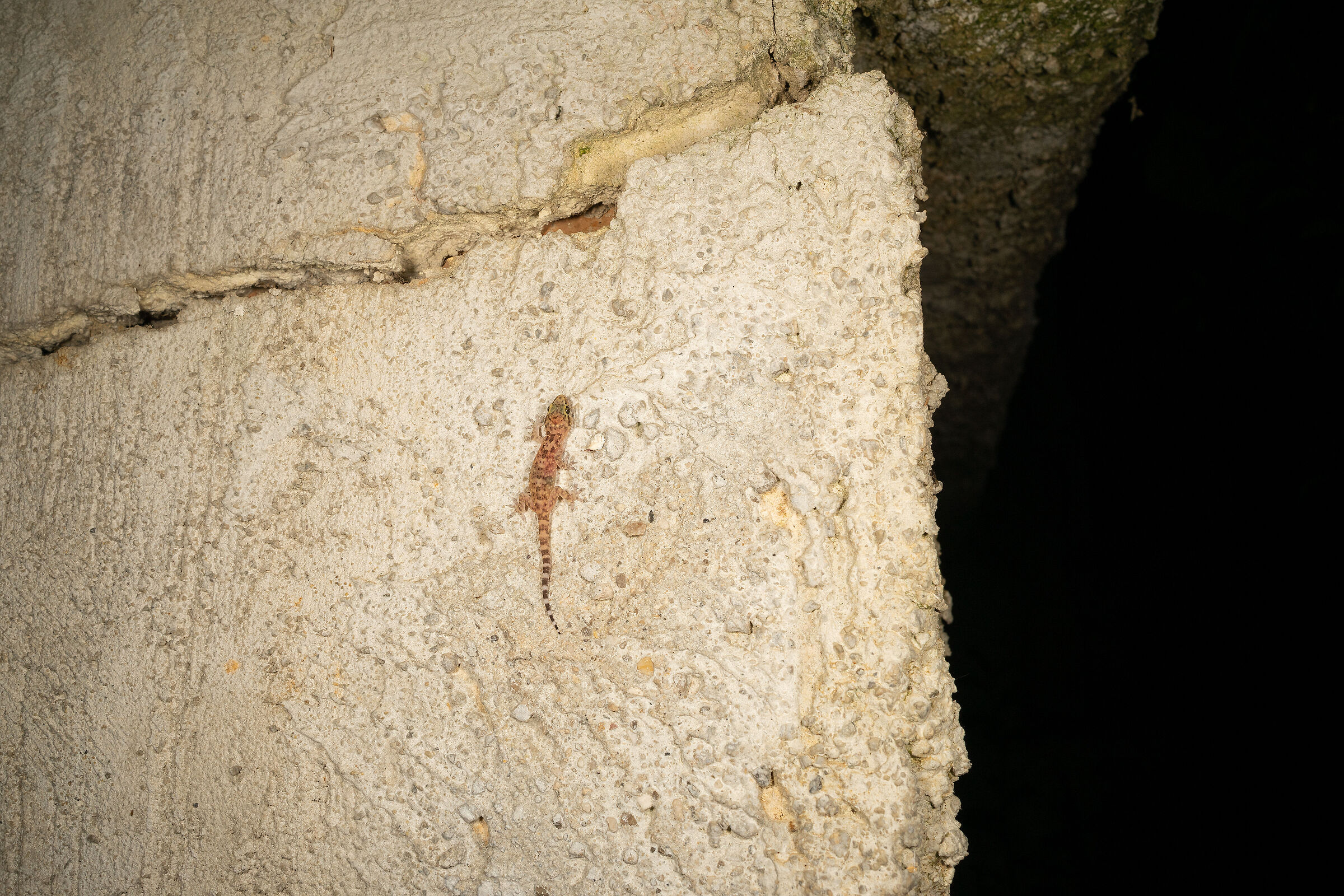 Small warty gecko...