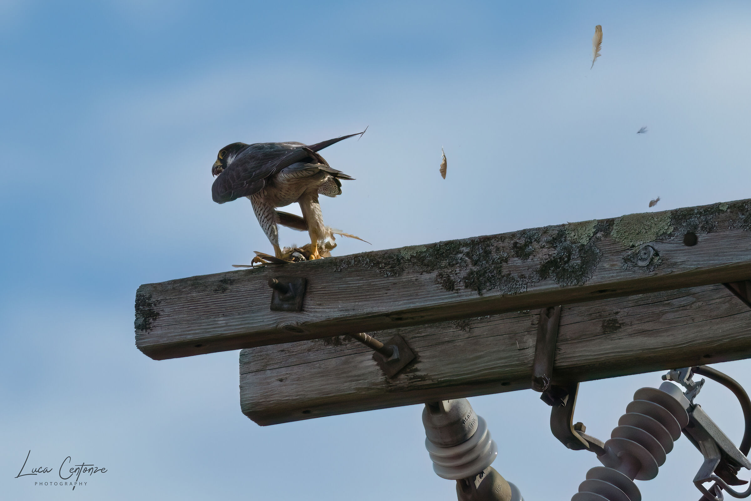 Peregrine Falcon (female with prey)...