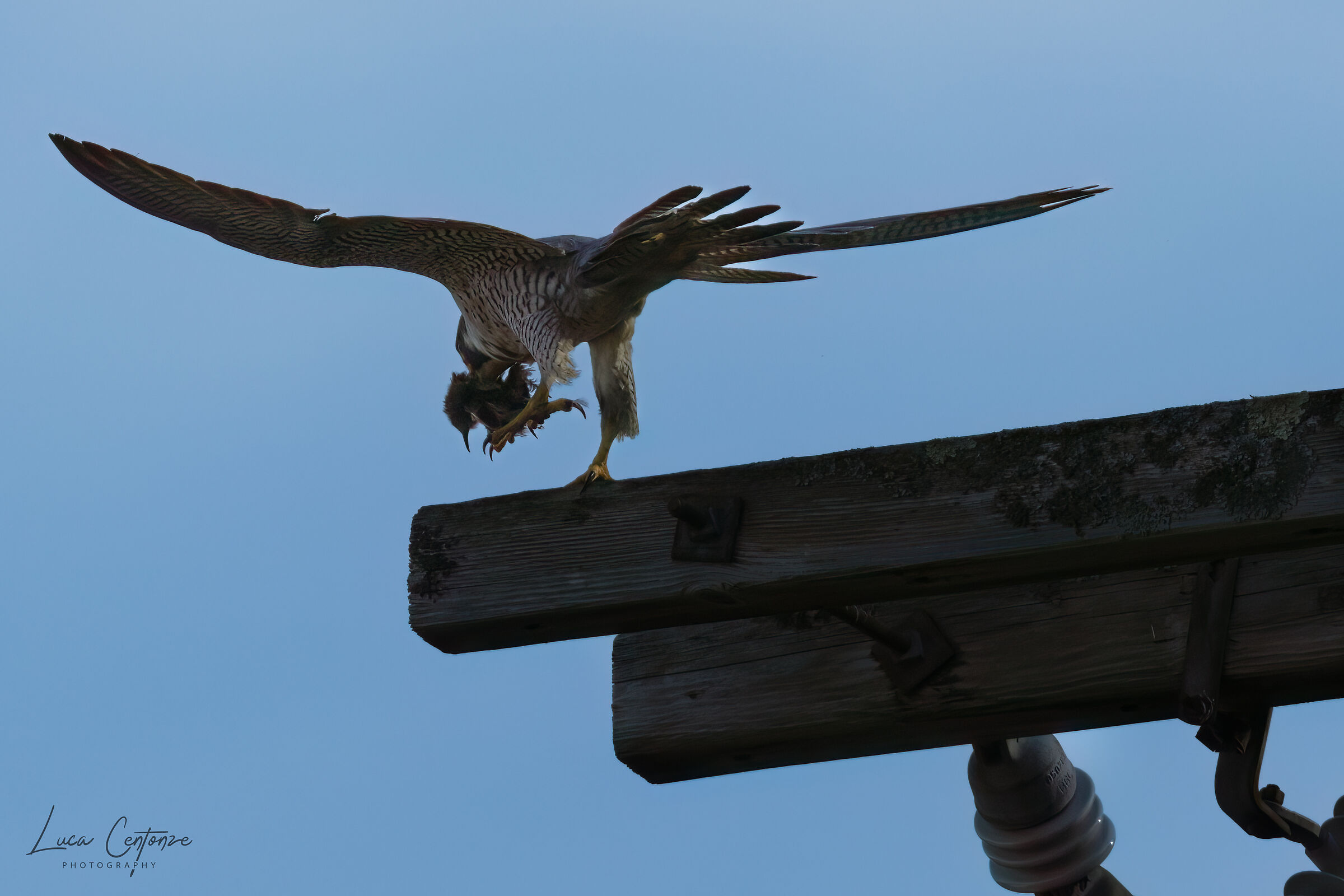 Peregrine Falcon (female with prey)...