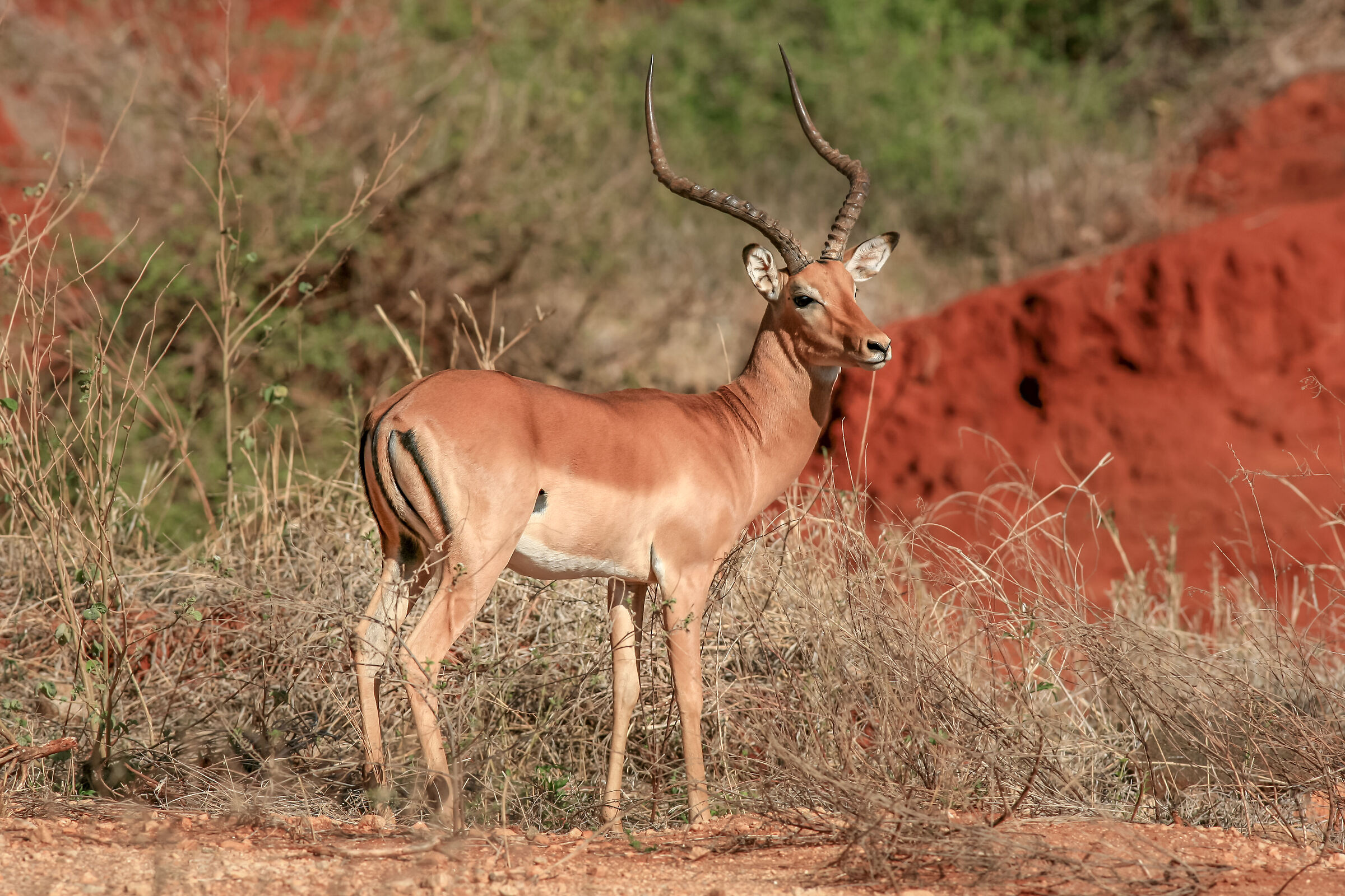 Antelope in Kenya...